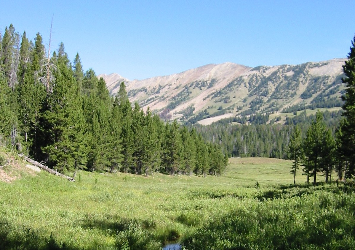 forests Gallatin_National_Forest.jpg