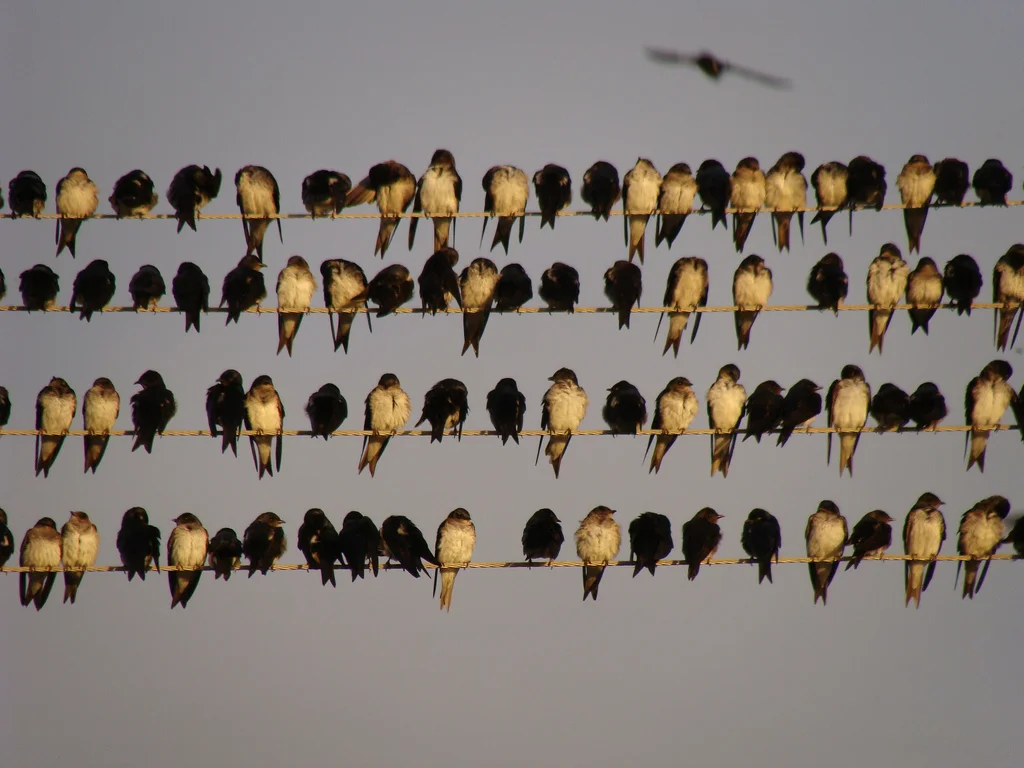 migratory 3842023327_59b043661e_b.jpg