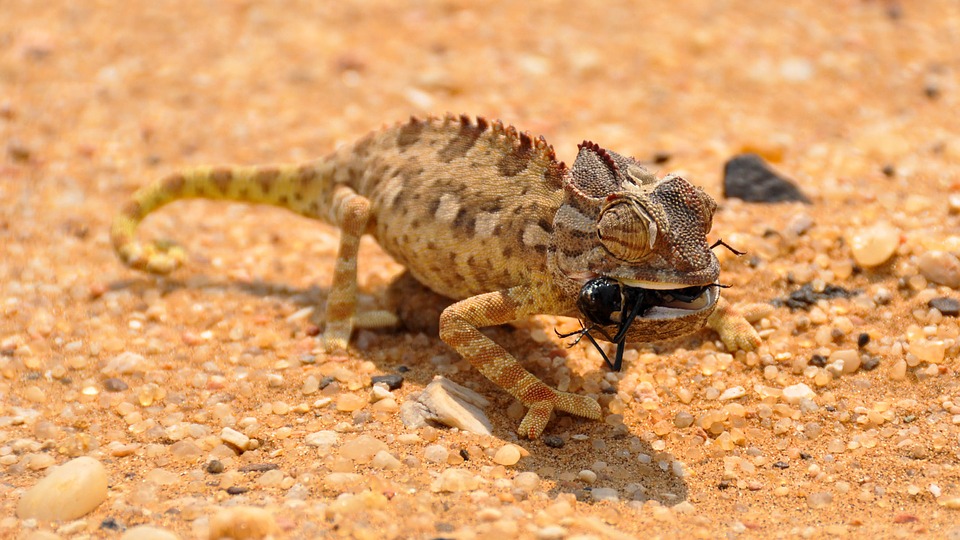 Insect africa-1170043_960_720.jpg