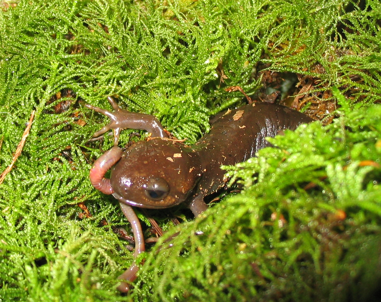 Insect Pacific_brown_salamander_eating_a_worm.jpg