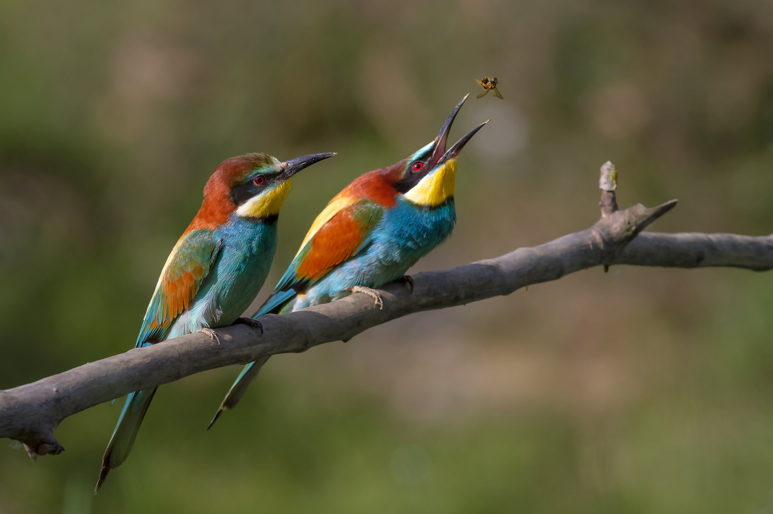 Insects Pair_of_Merops_apiaster_feeding.jpg