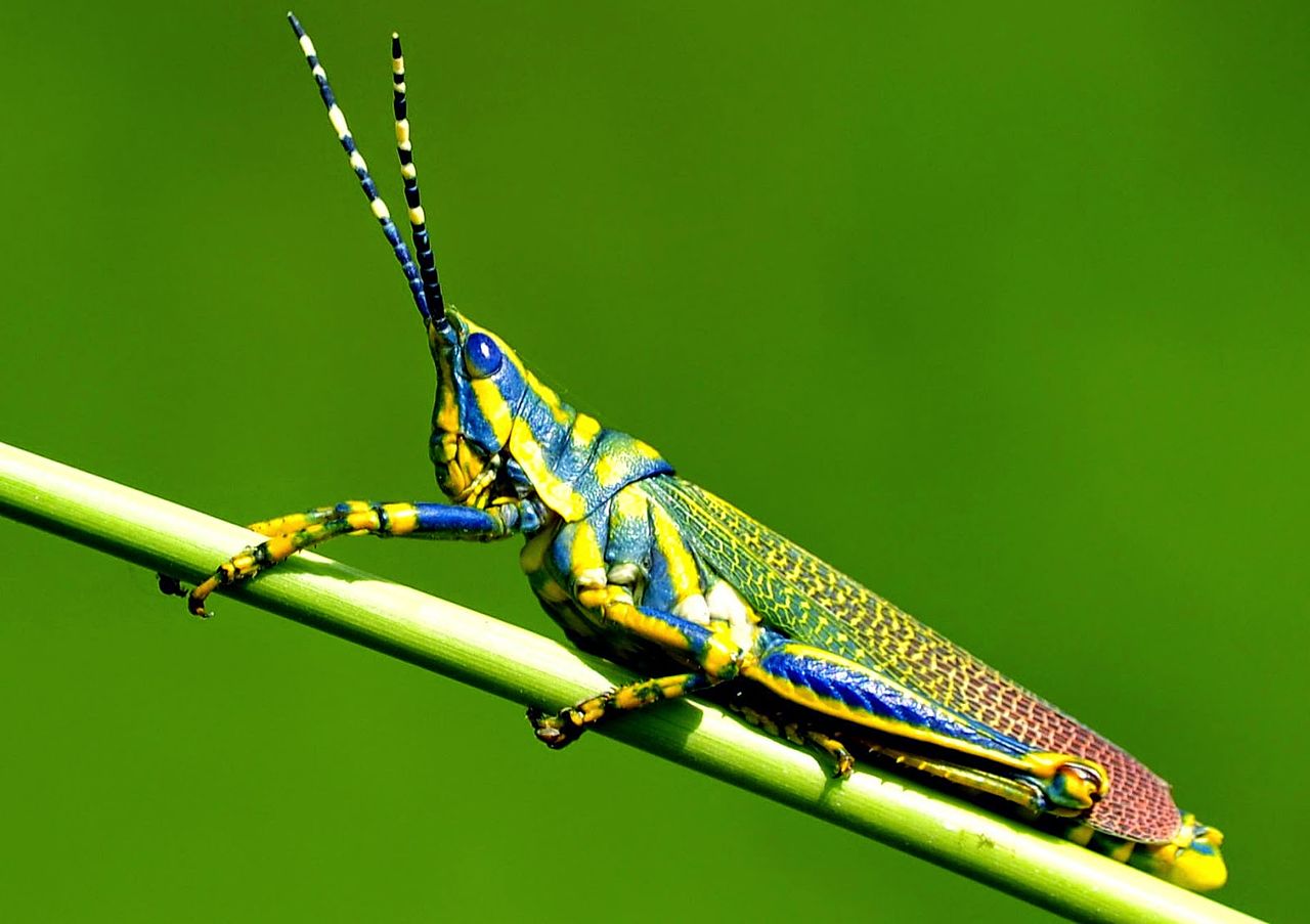 Insects Painted_grasshopper_macro_photography.jpg