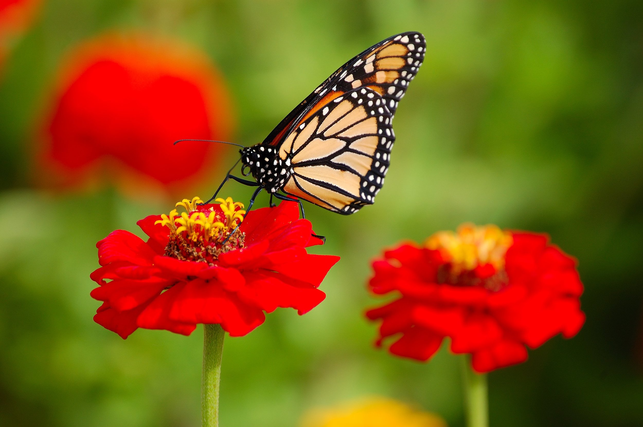 Insects Danaus_plexippus.JPG