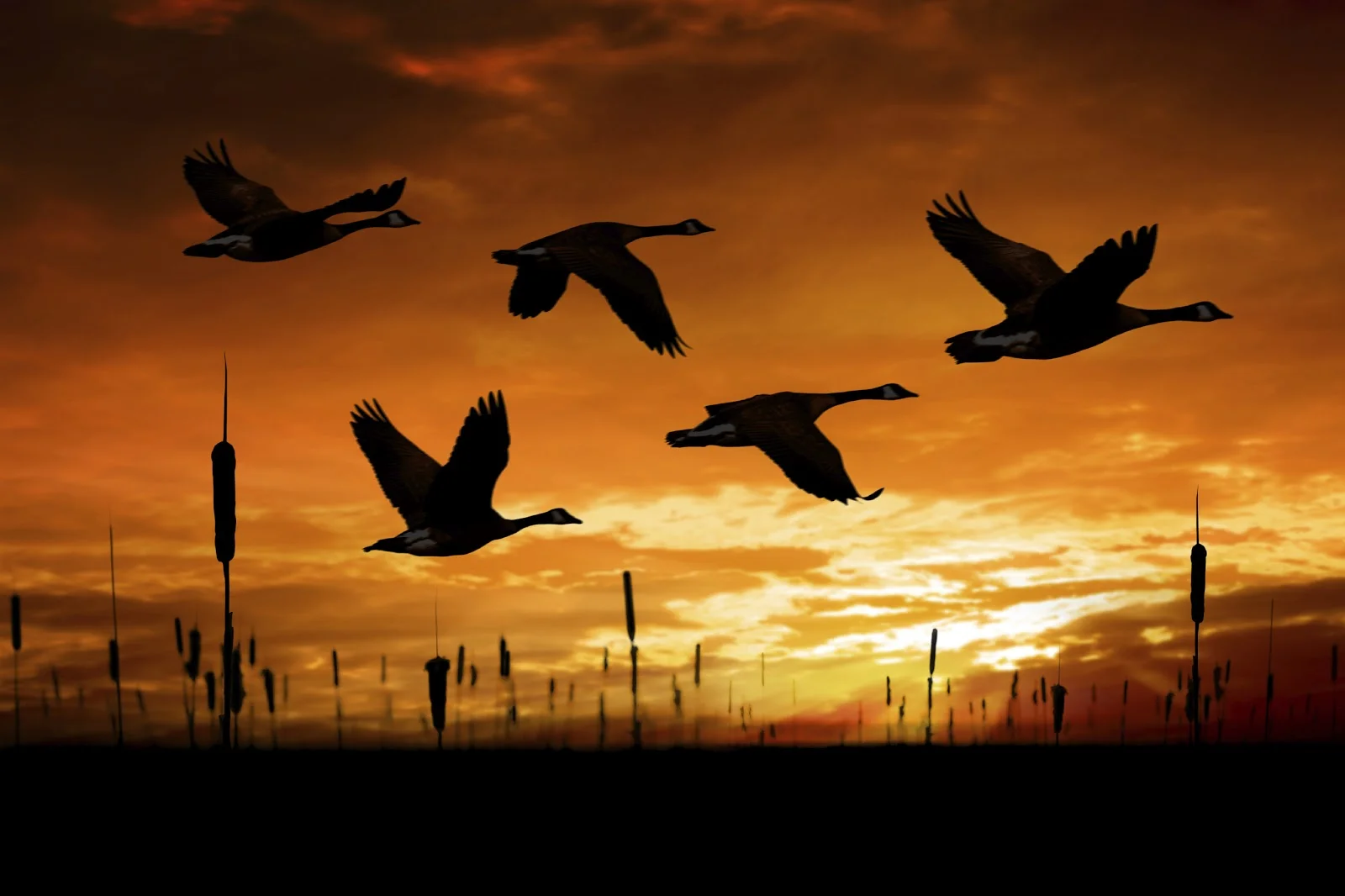 migratory Canada Geese in flight_iStock-000010656644Large.jpg