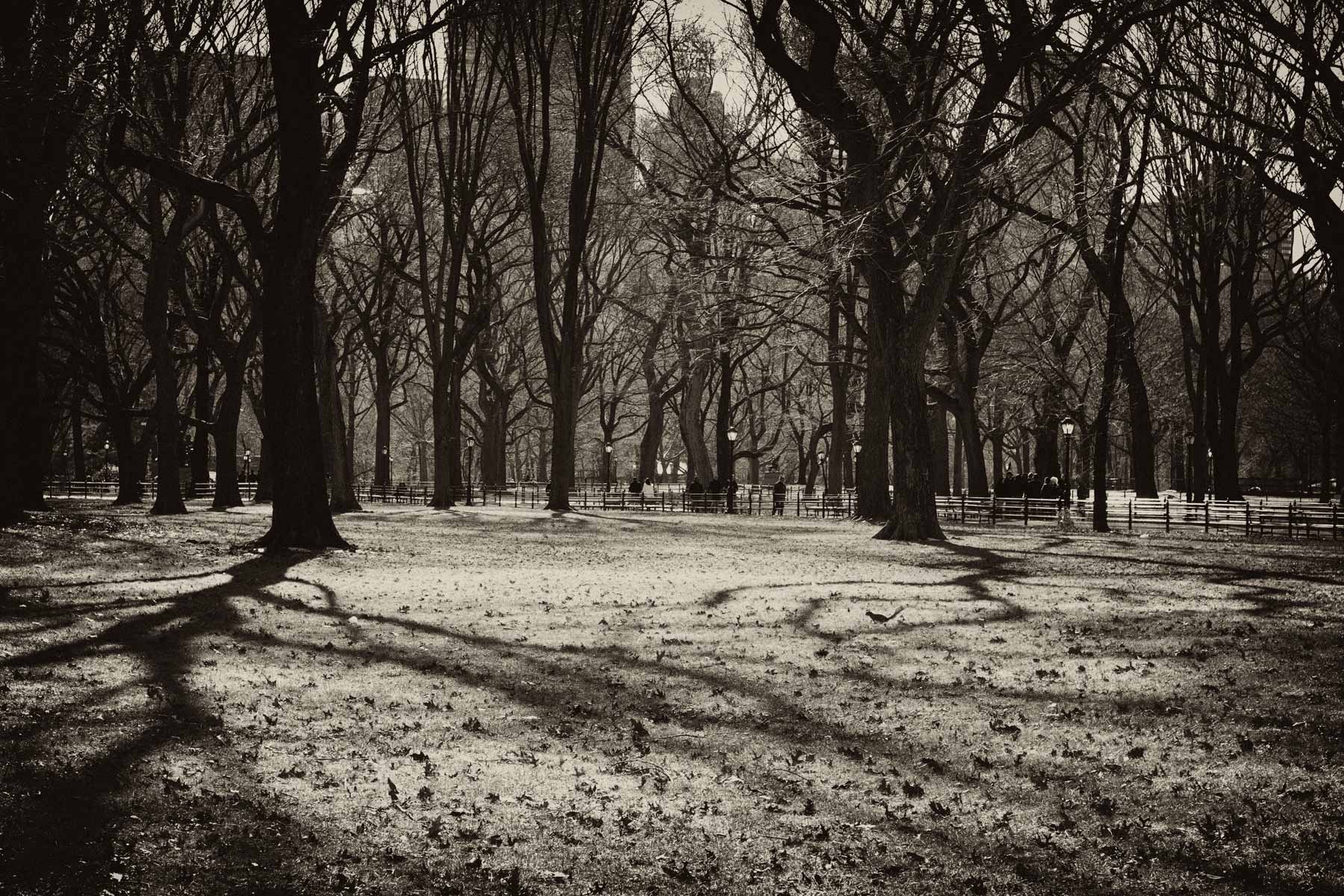  Central Park Winter Studies 