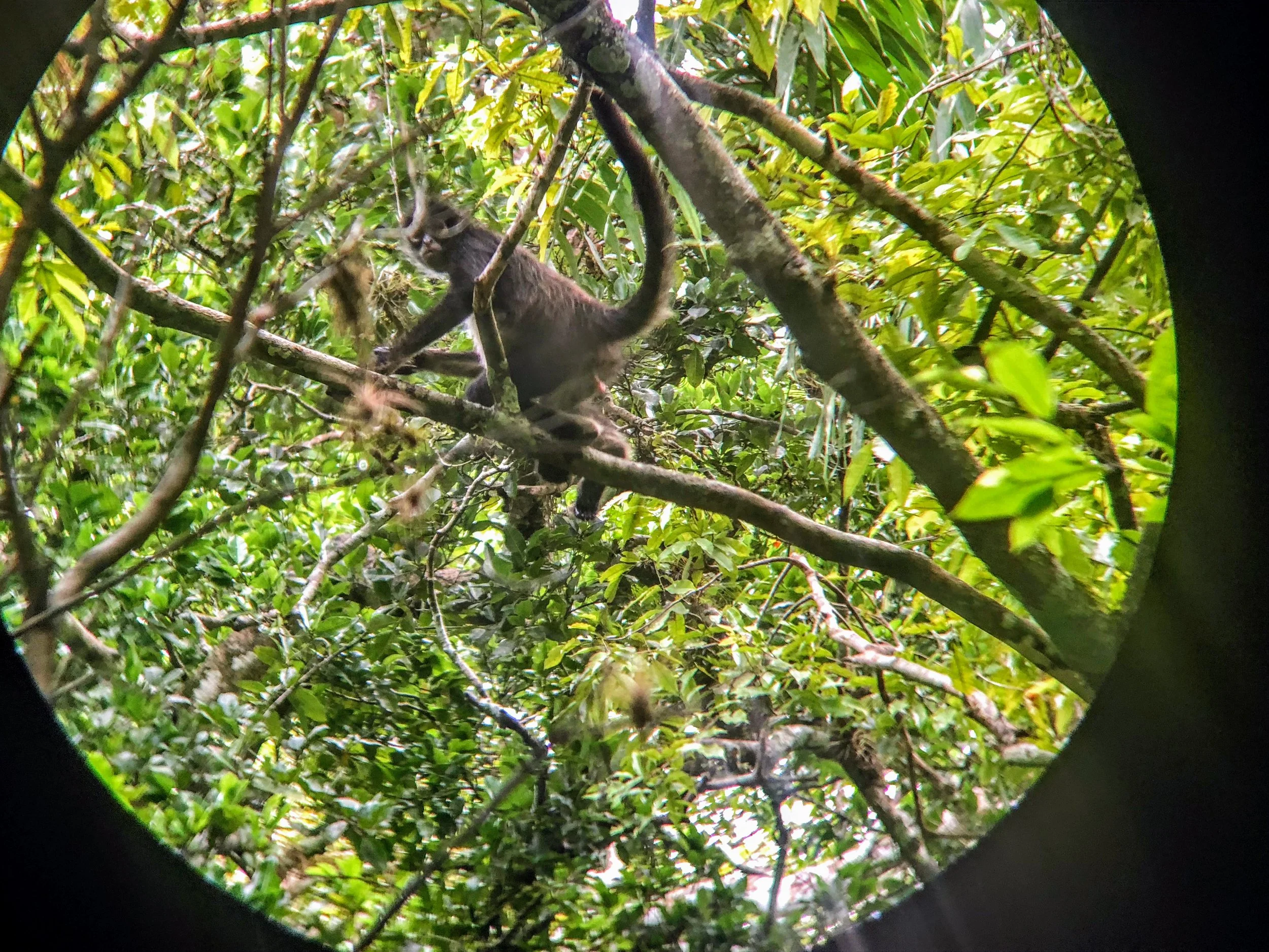 Spider monkey as seen through my binoculars. 
