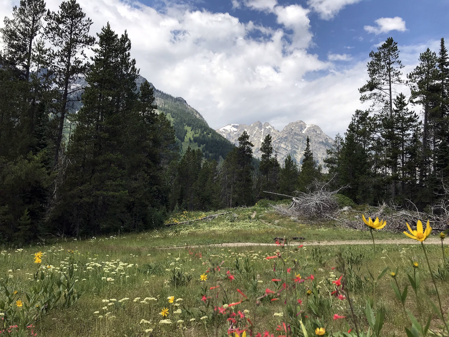 teton-flowers-trail.jpg