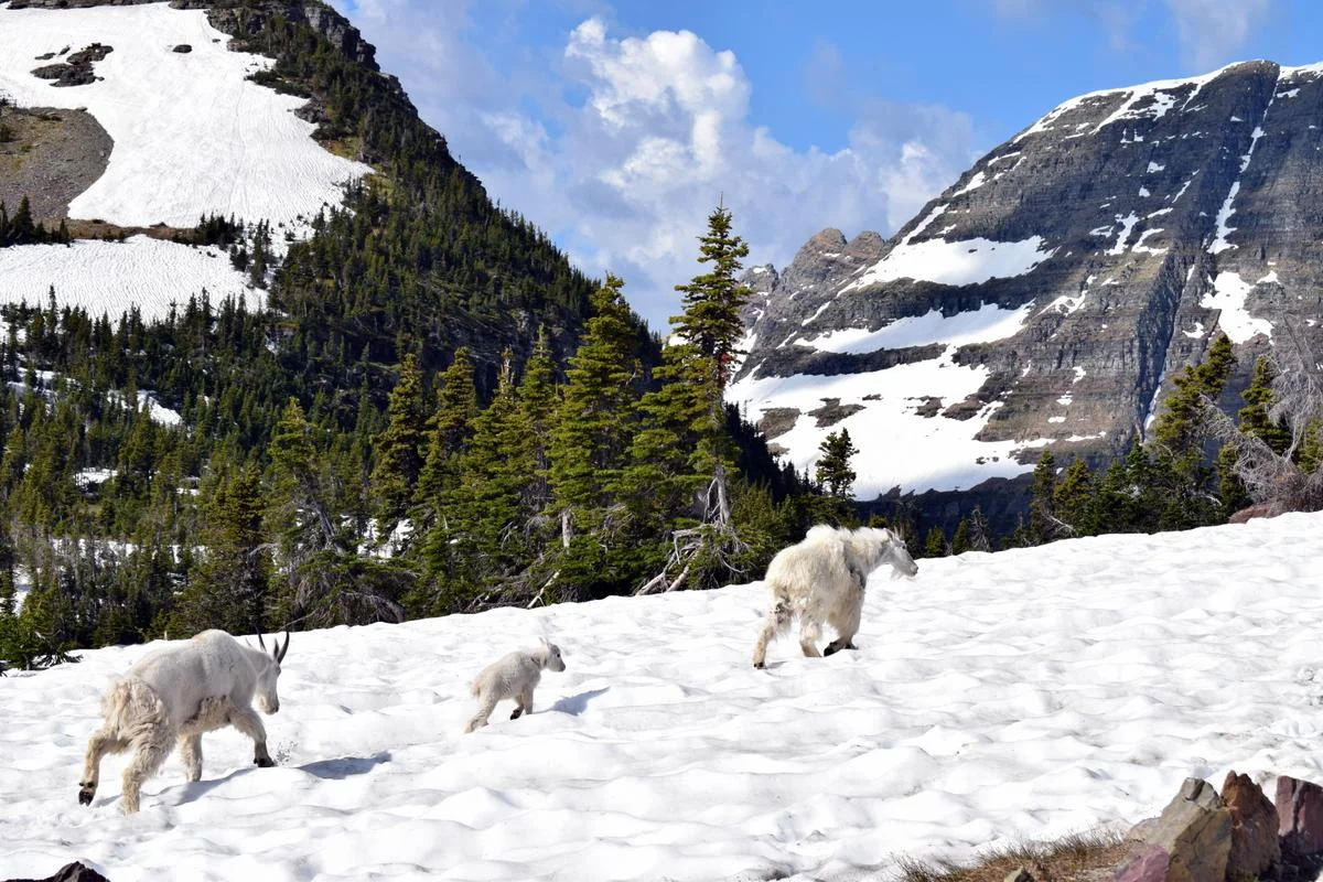 Mountain goats on the Hidden Lake Trail in Glacier National Park