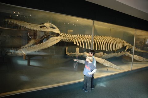  Kronosaurus skepeton at Harvard Museum of Natural History, image courtesy of  Massachusetts Office of Tourism  