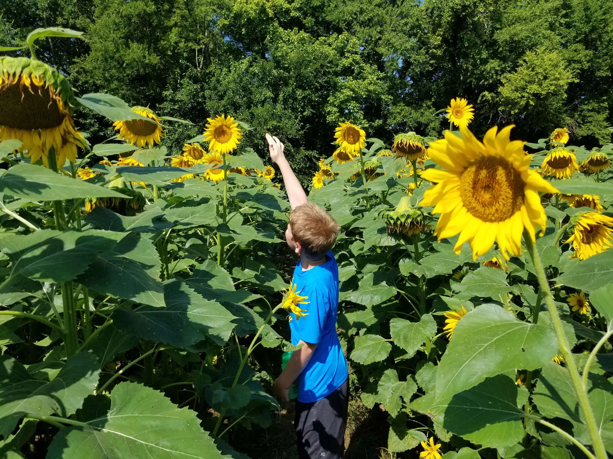 Sunflowers In Knoxville’s Urban Wilderness — Simply Awesome Trips