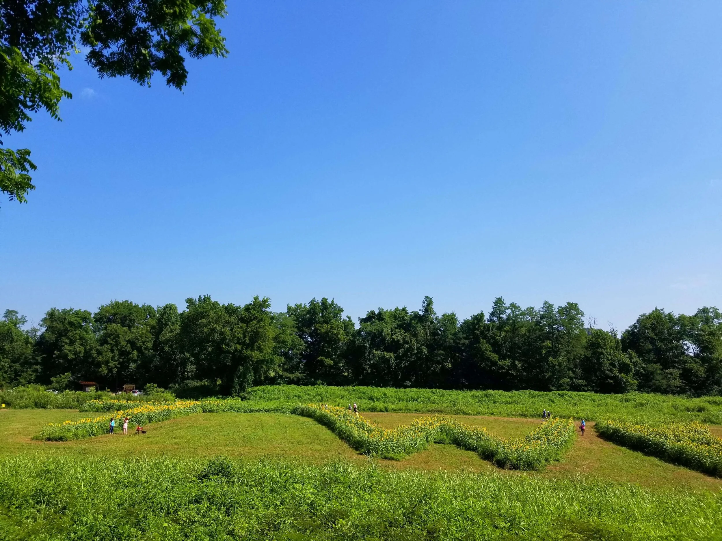 Sunflowers In Knoxville’s Urban Wilderness — Simply Awesome Trips
