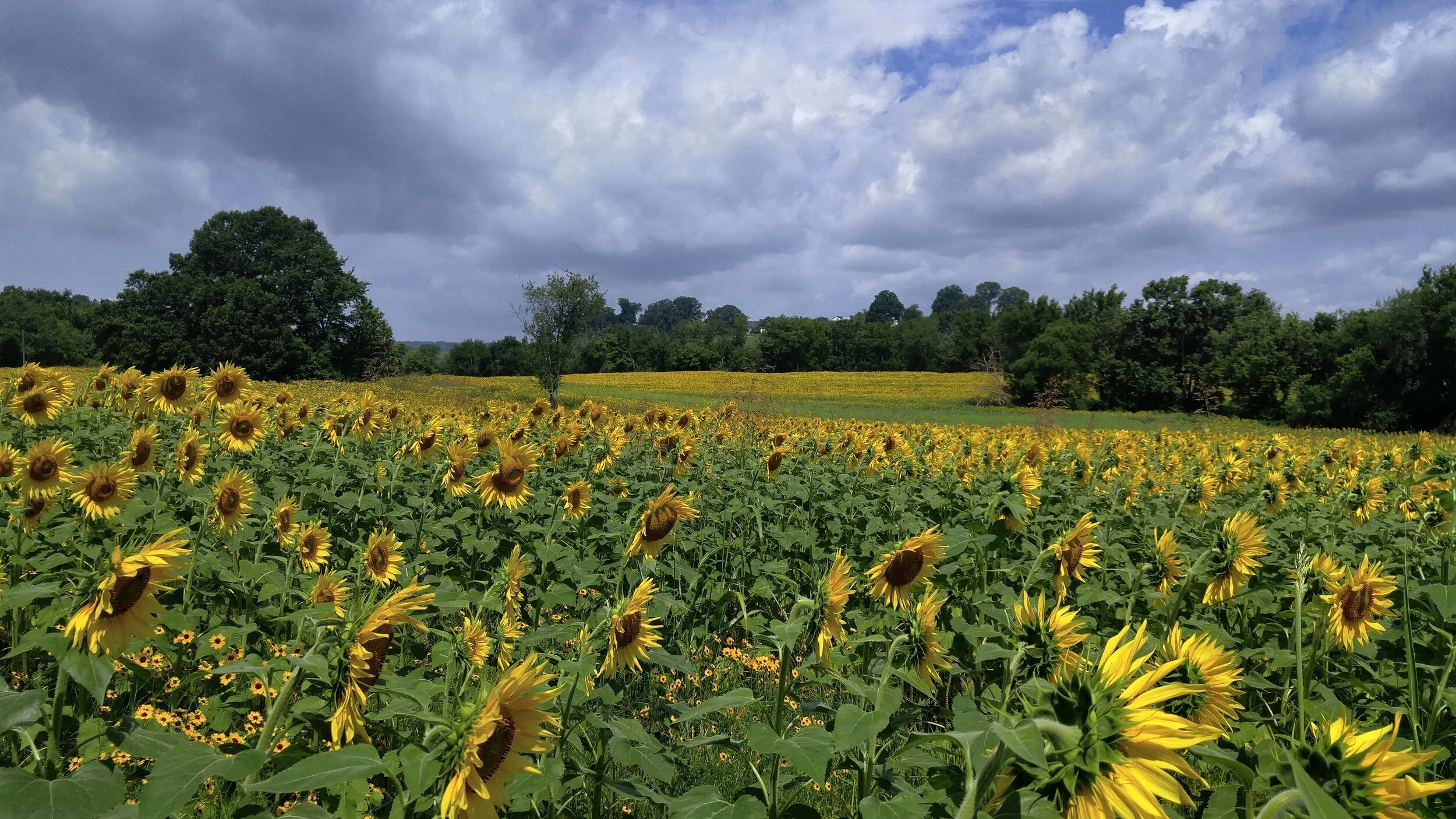 Sunflowers In Knoxville’s Urban Wilderness — Simply Awesome Trips