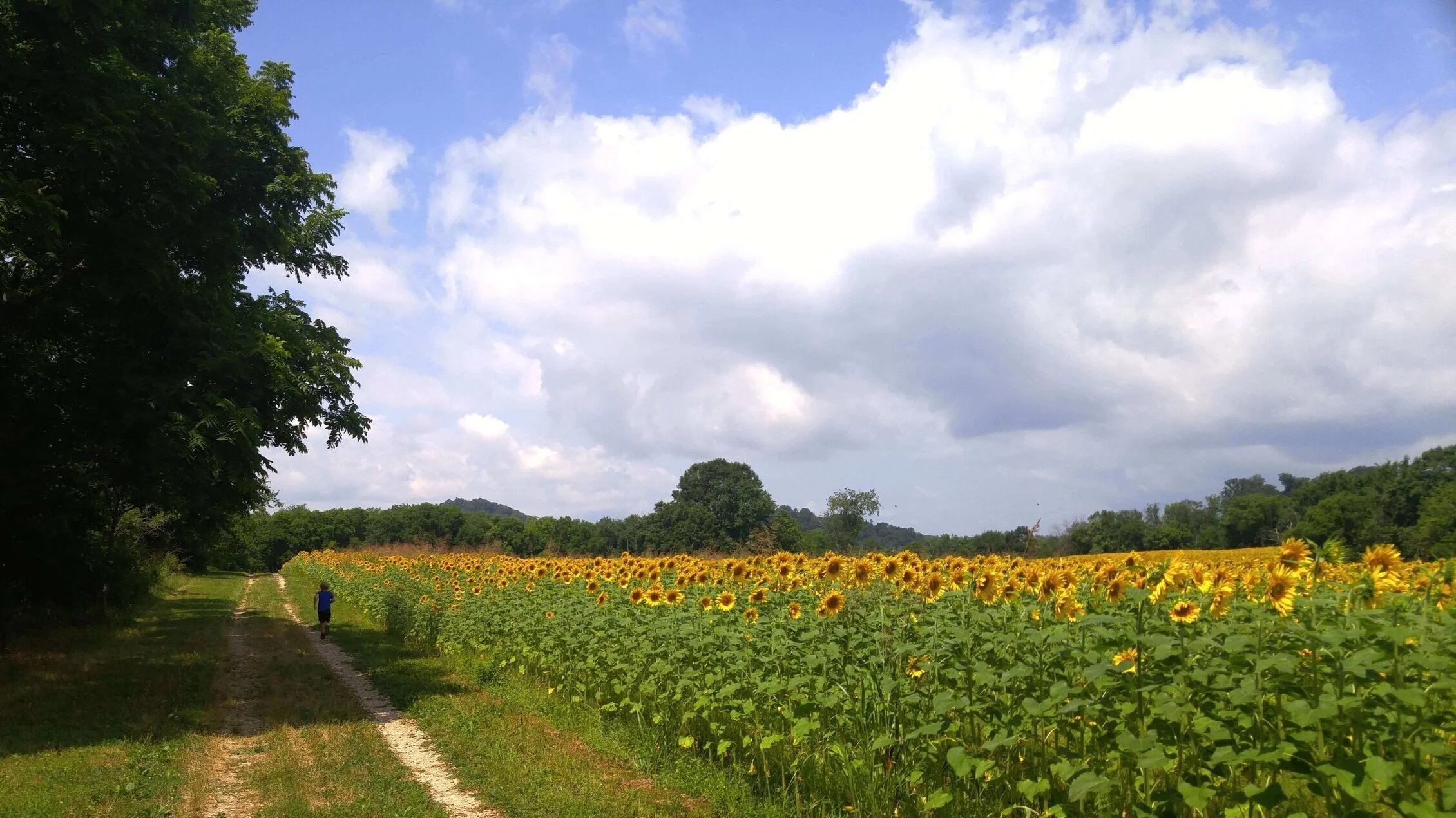 Sunflowers In Knoxville’s Urban Wilderness — Simply Awesome Trips