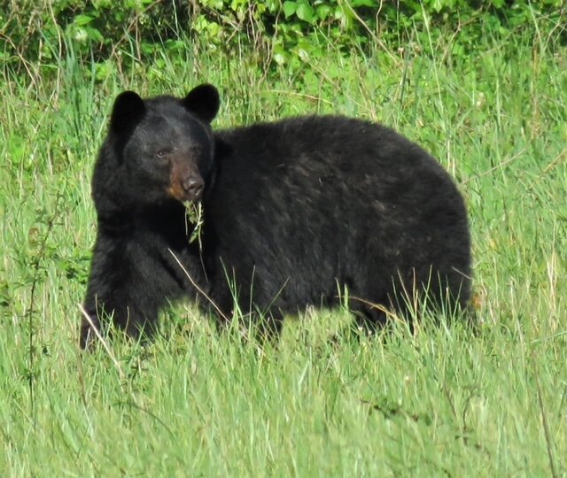 cades-cove-bear.JPG