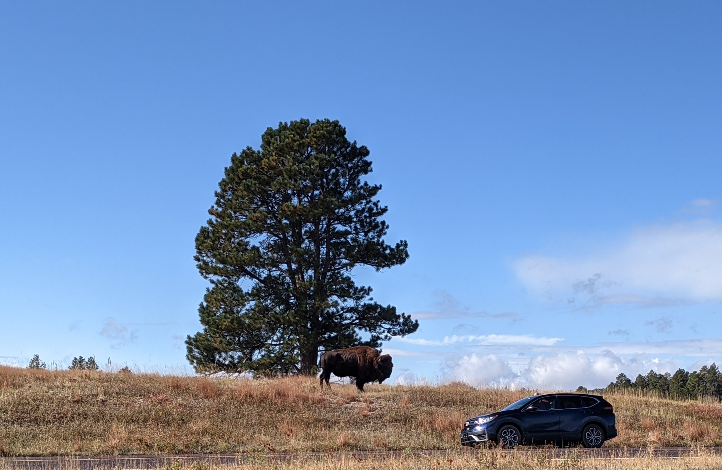  Very obliging bison posing by the road 