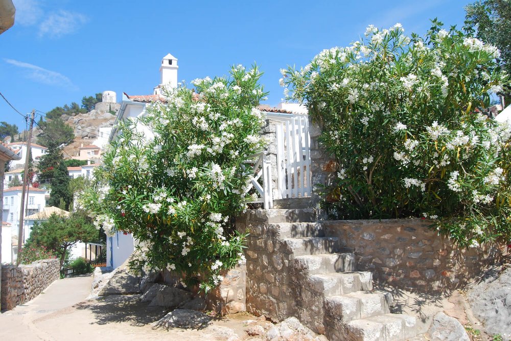 The path to Hydra Port through Kamini is so charming when the flowers are blooming. 