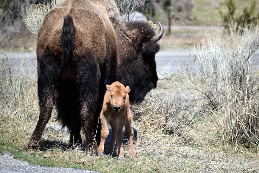 bison-baby.JPG