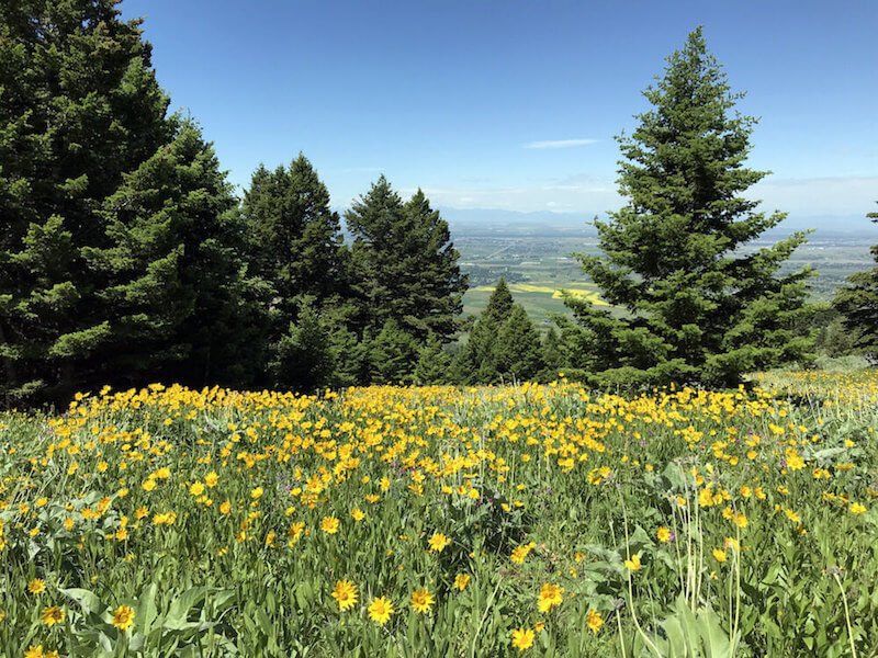 sypes-canyon-wildflowers.JPG