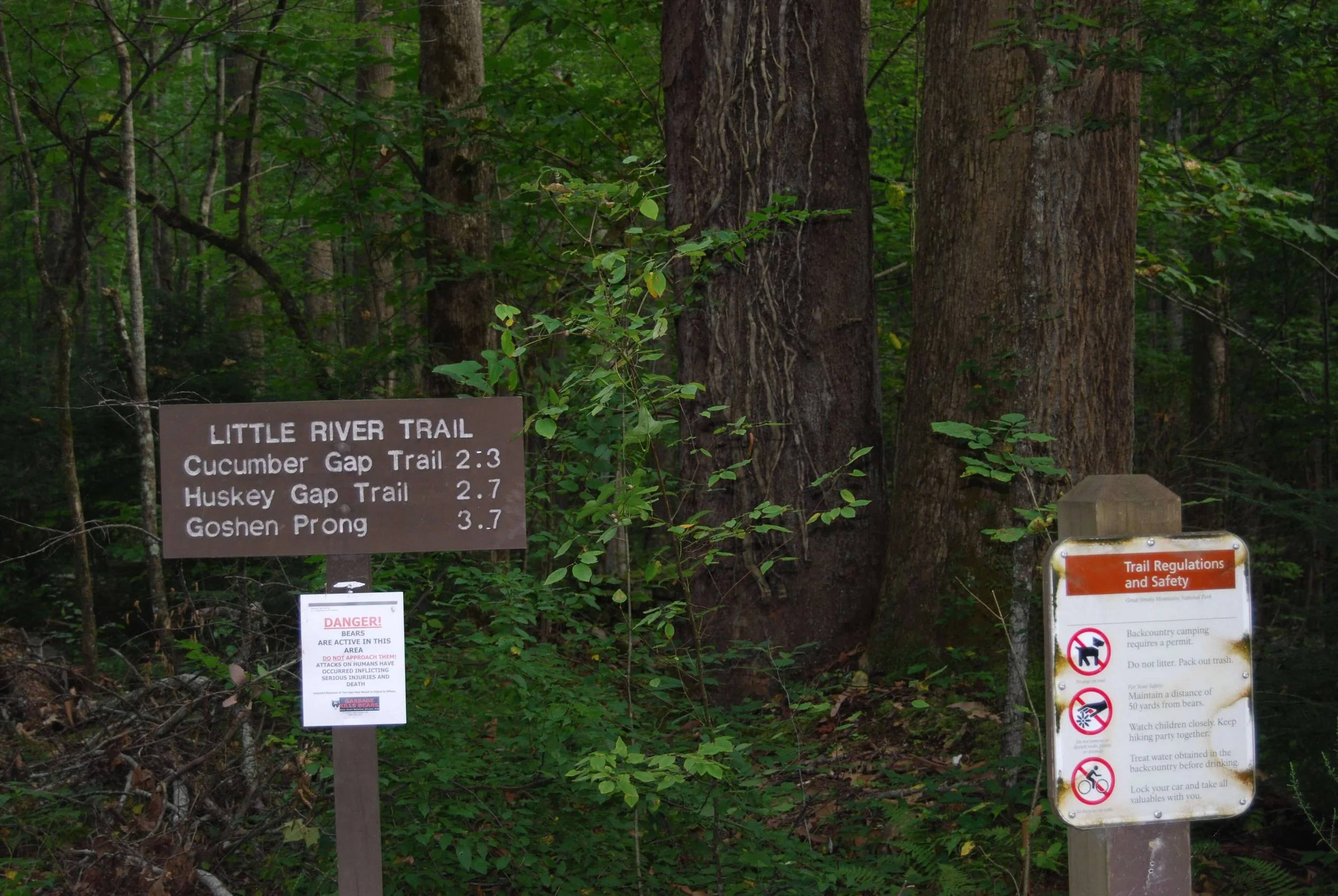 Our Family's 10 Favorite Things To Do At Elkmont Campground In The