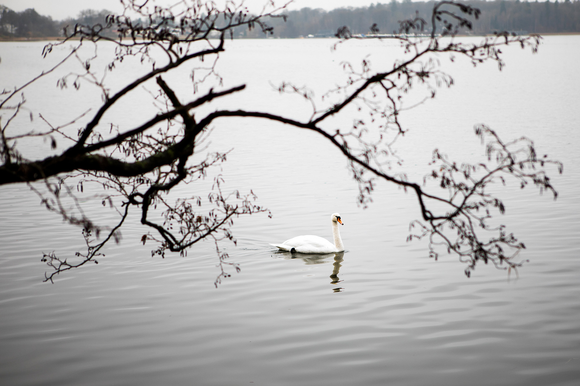 Subtle Swan. Birkerød, Denmark. 2017