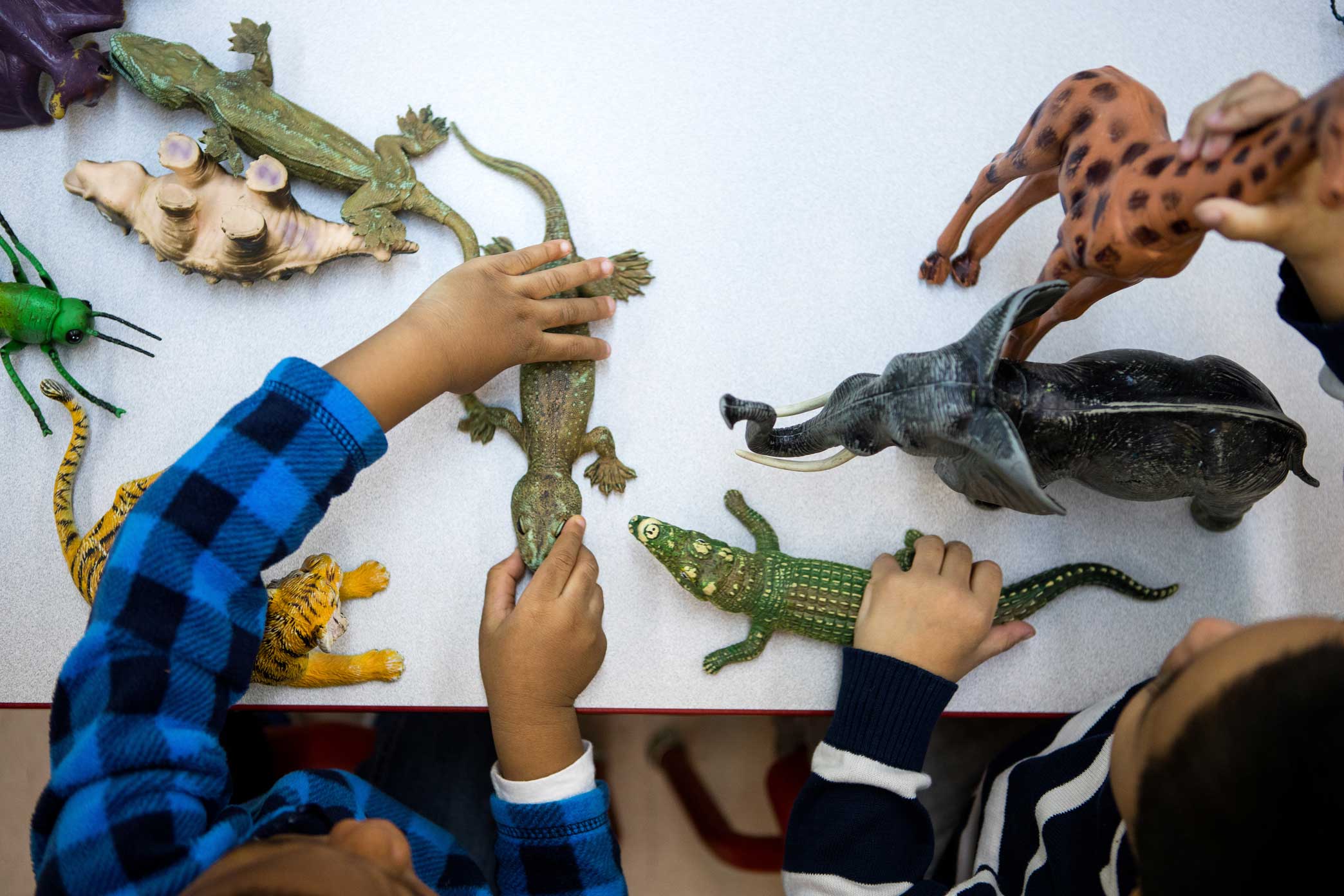  Students learning about animals in an EarlyLearn classroom at Union Settlement in Manhattan, New York. 