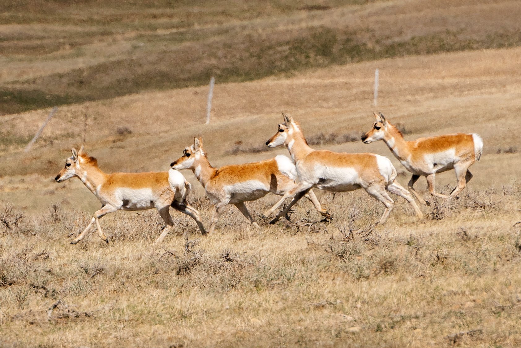  Pronghorn graze on the Butchers’ ranch. The family settled the land in 1913.  