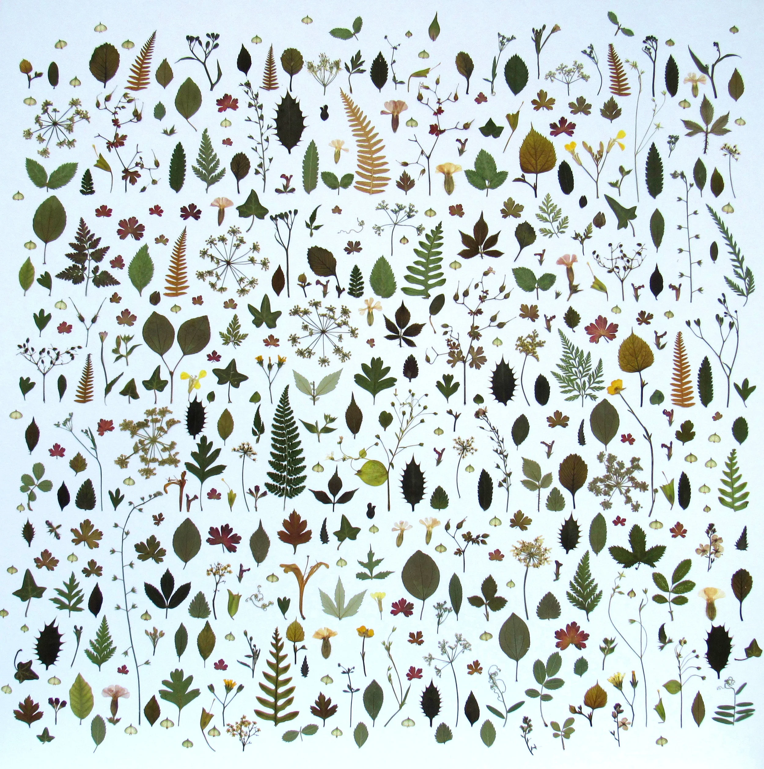 Threave wild flora