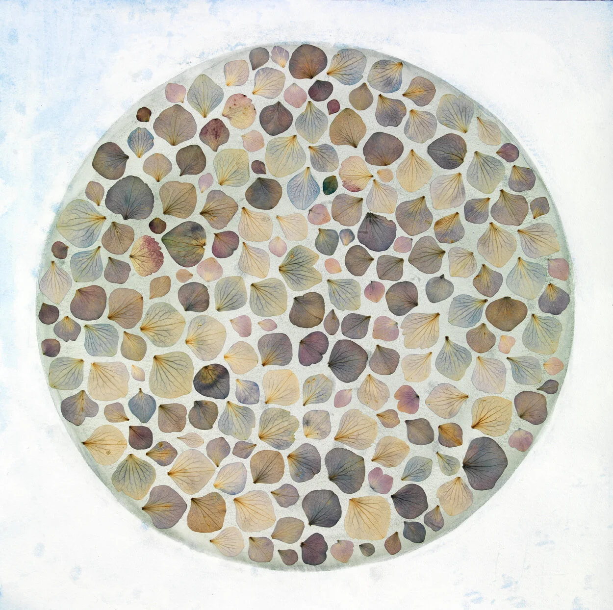 Hydranges ..Earth series 009.jpg