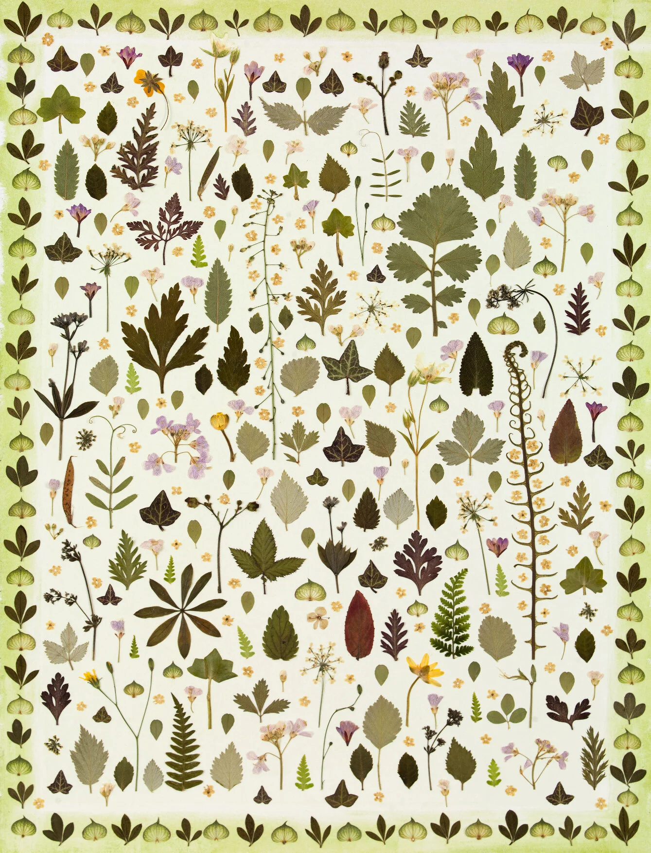wild flora sampler 2019 40x30 cm