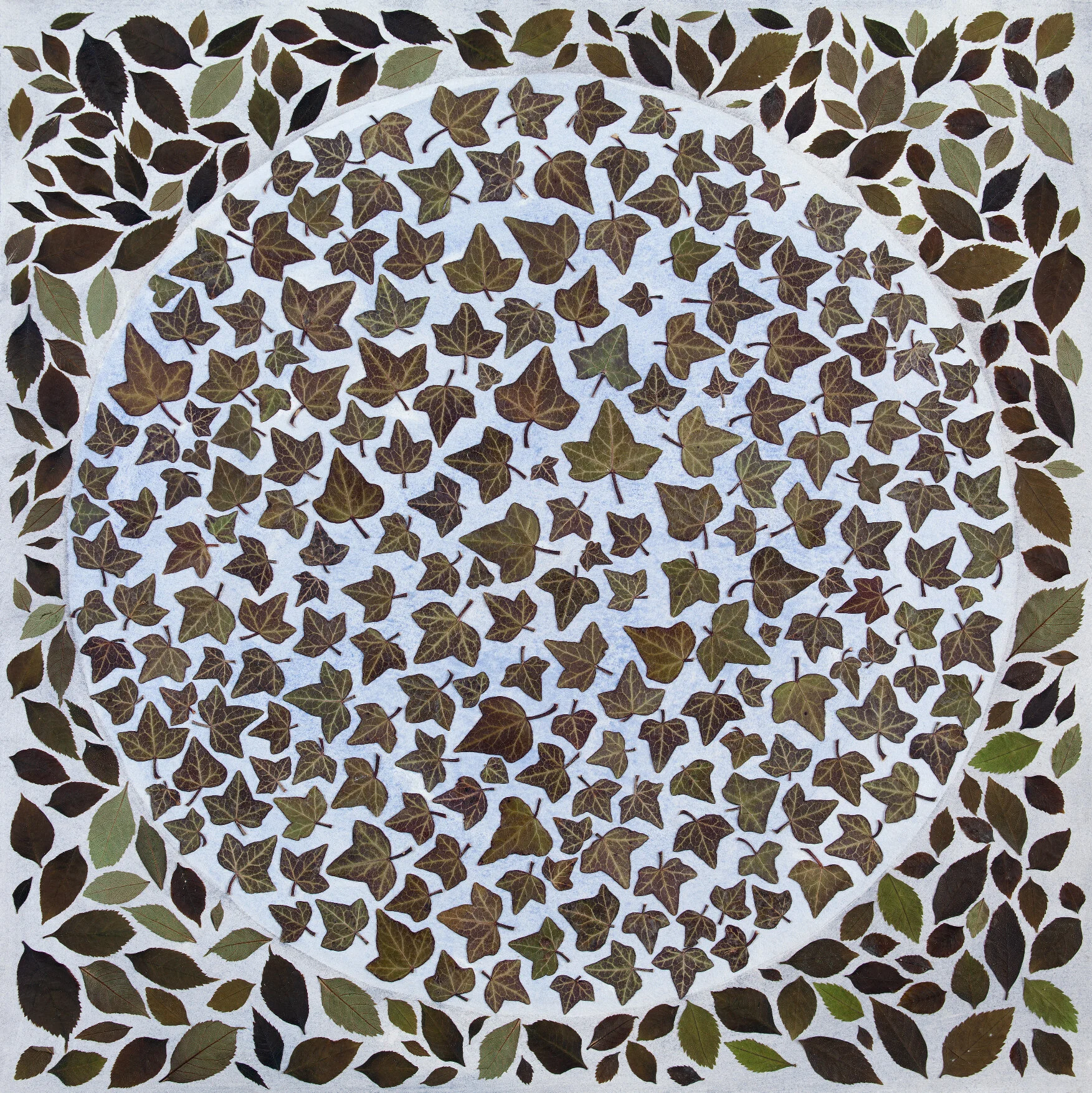 Ashand ivy leaves 2019 40x40cm.jpg