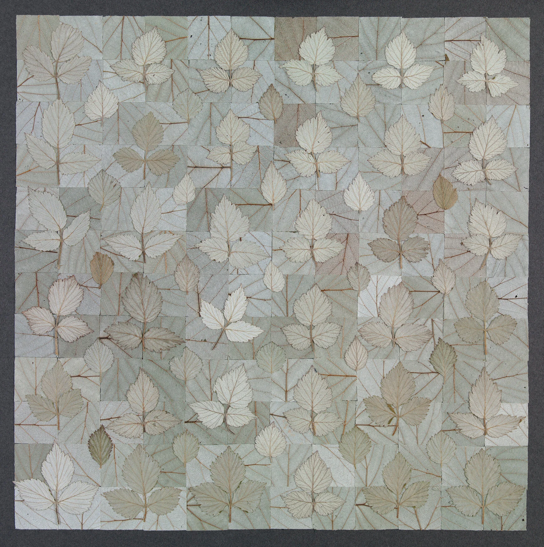 wild raspberry 40x40cm 2019jpg.jpg