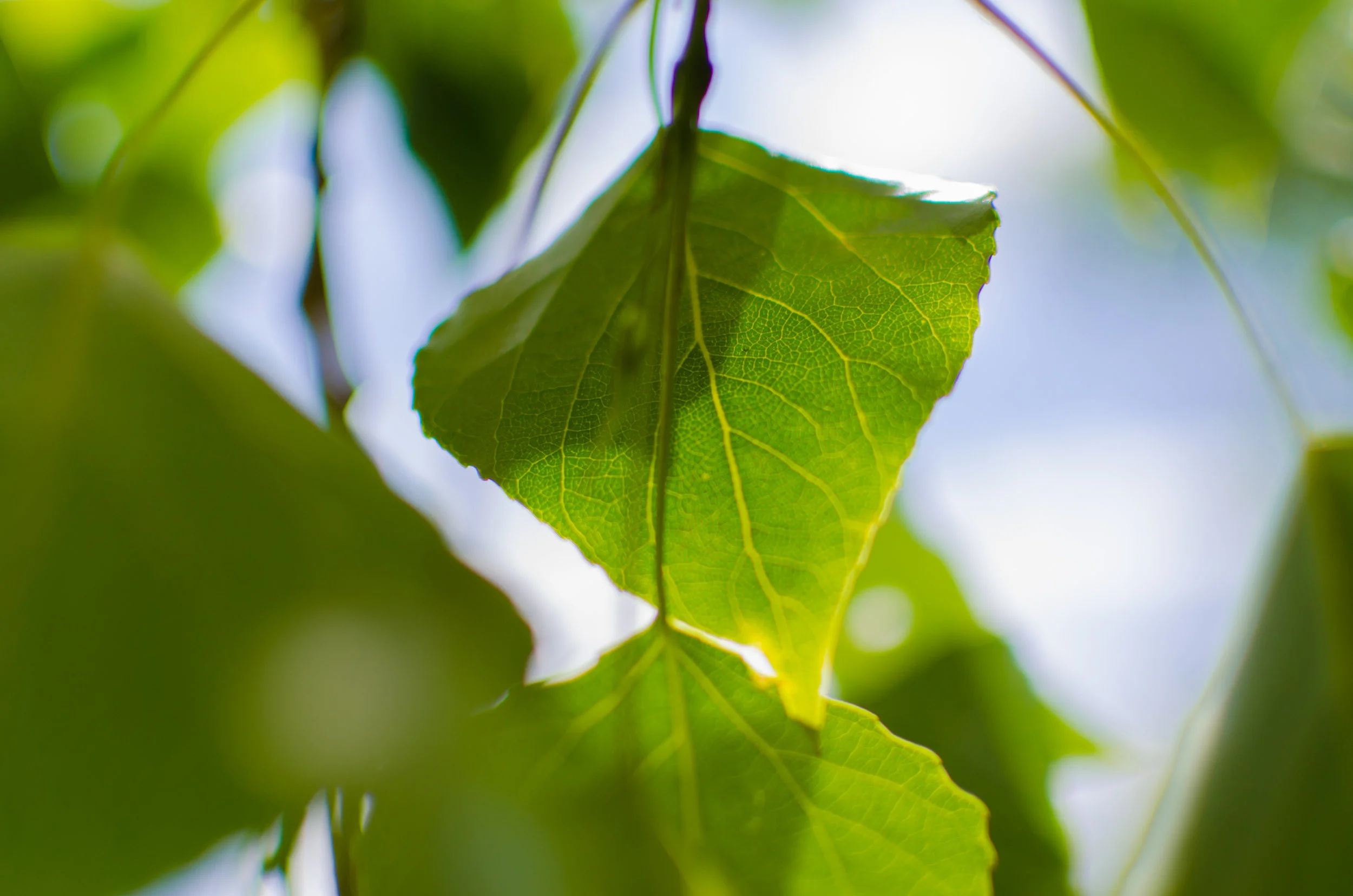 pexels-photo-190331.jpg