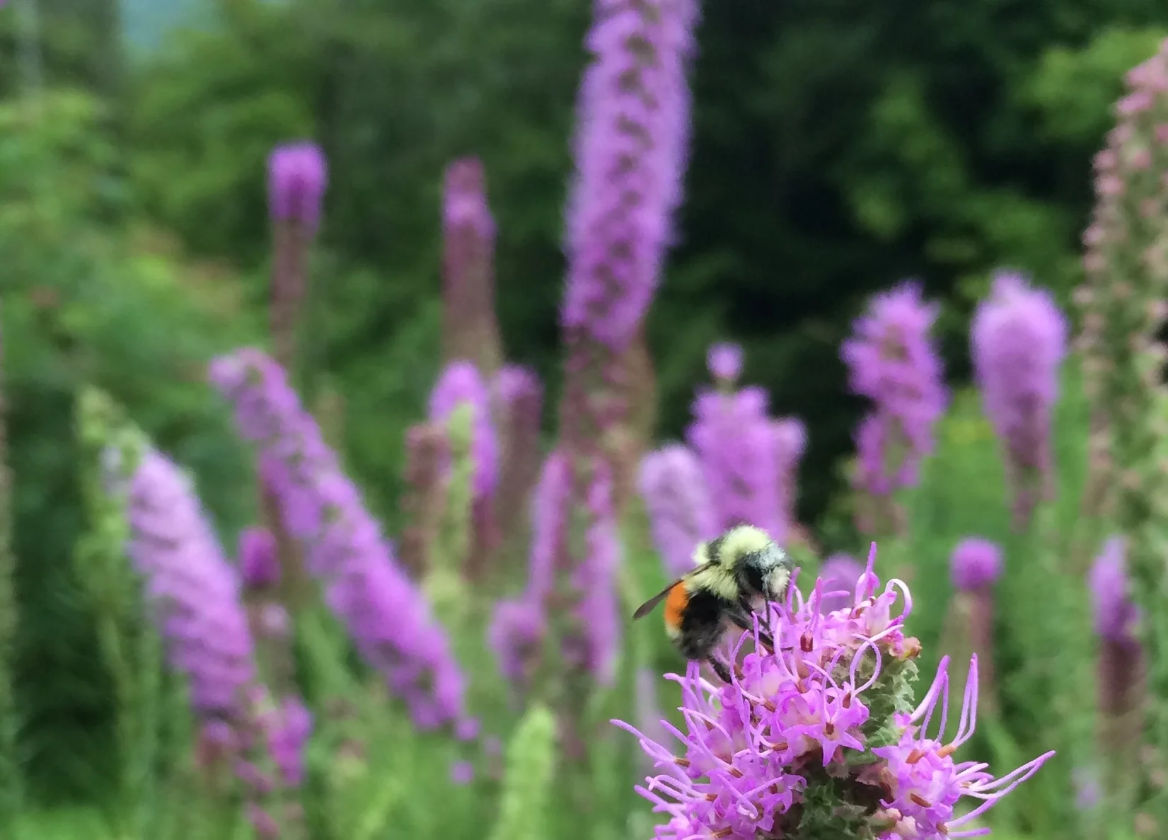 Prairie Blazing Star (Liatris pycnostachya) is a favorite for all sorts of bees and butterflies.