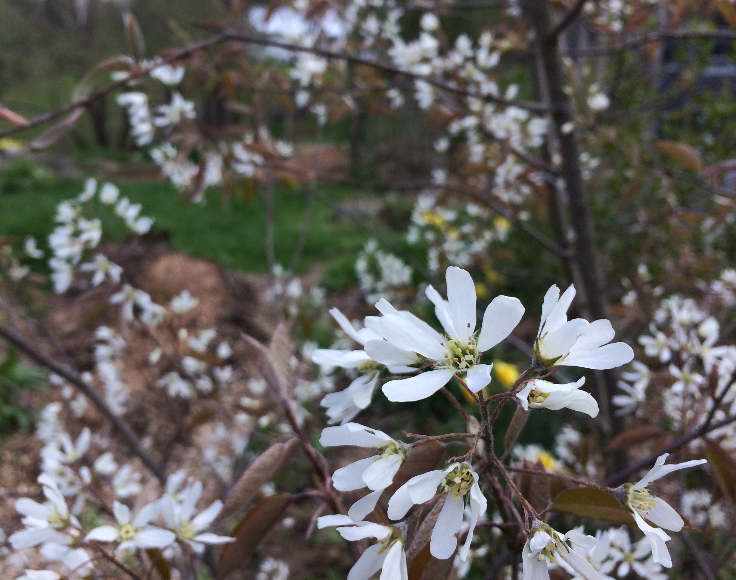 Amelanchier canadensis.JPG