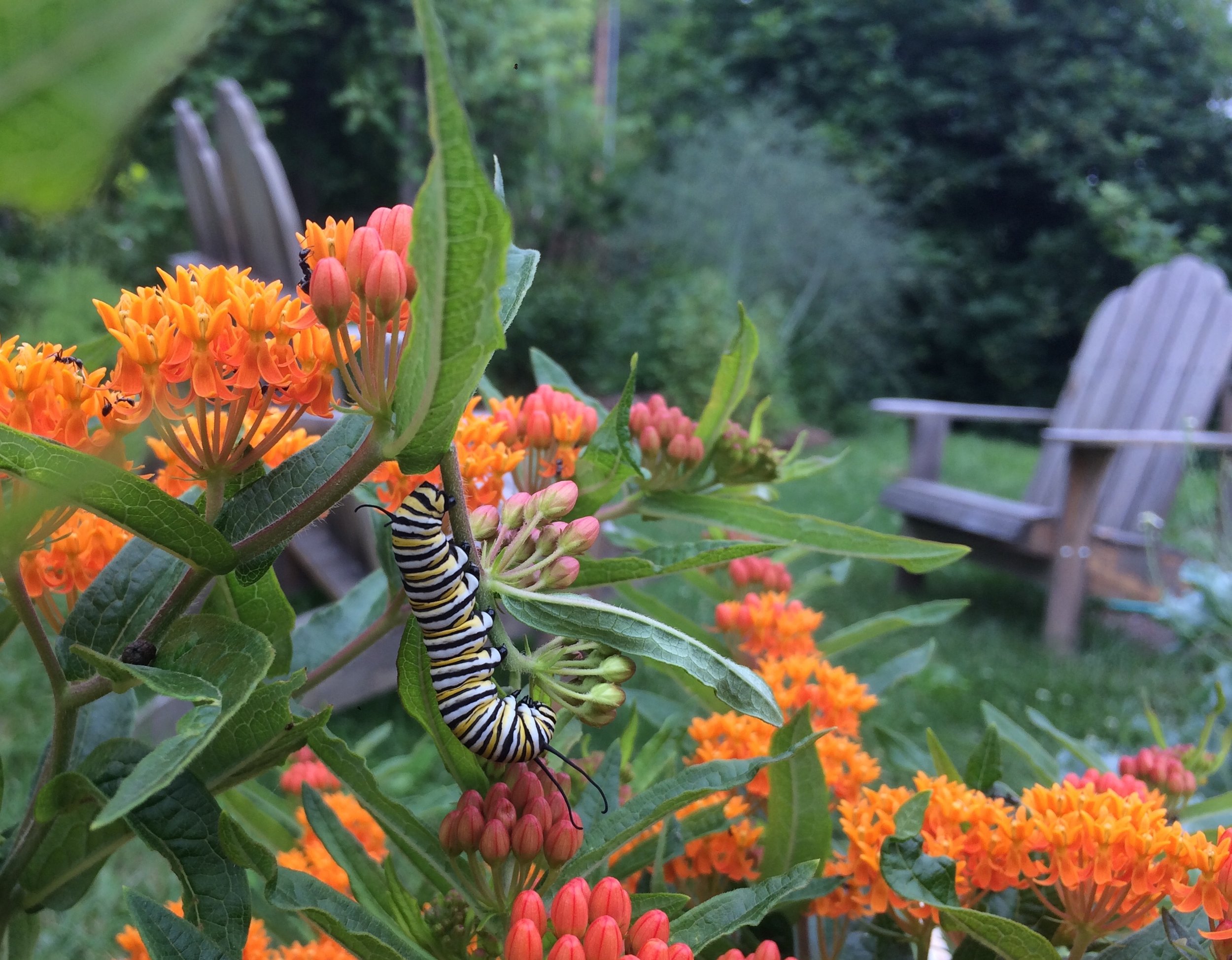 Monarch larva on Butterflyweed.jpg