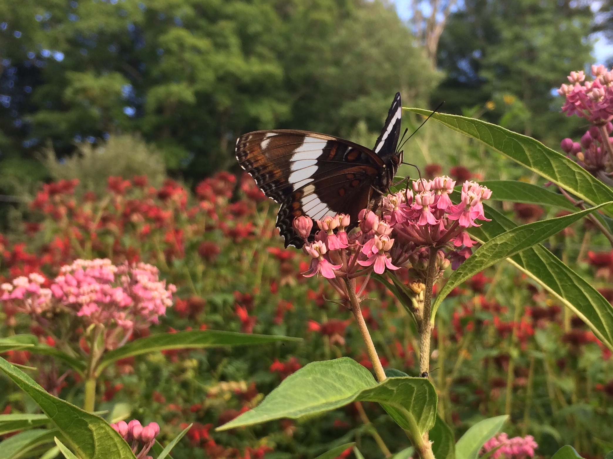 White Admiral on Asclepias incarnata.jpg