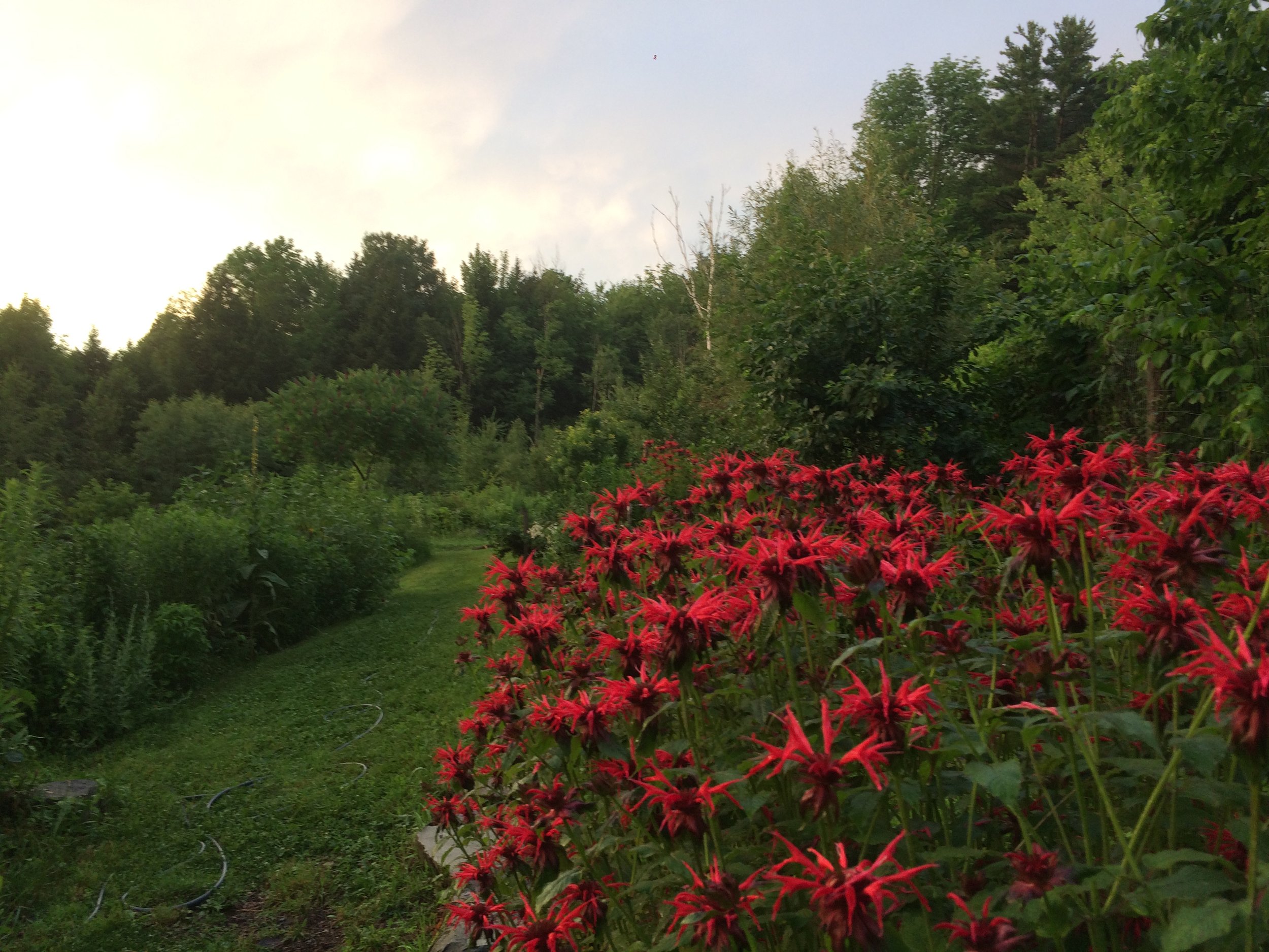 beebalm patch.JPG