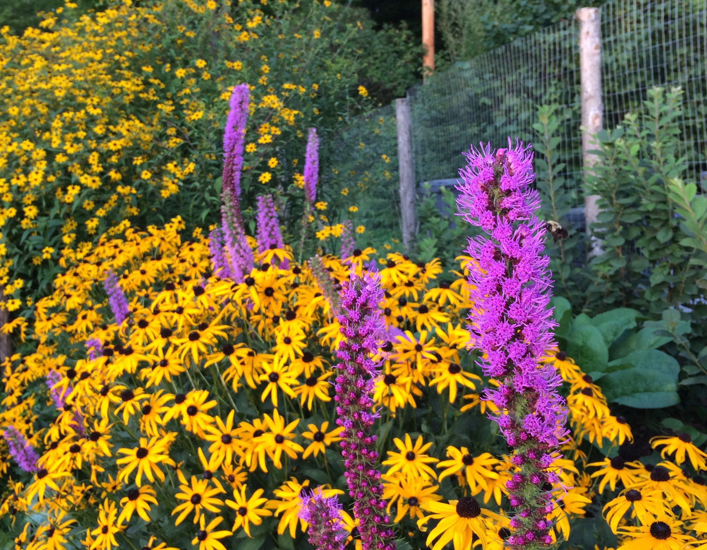 Liatris and Rudbeckia.jpg