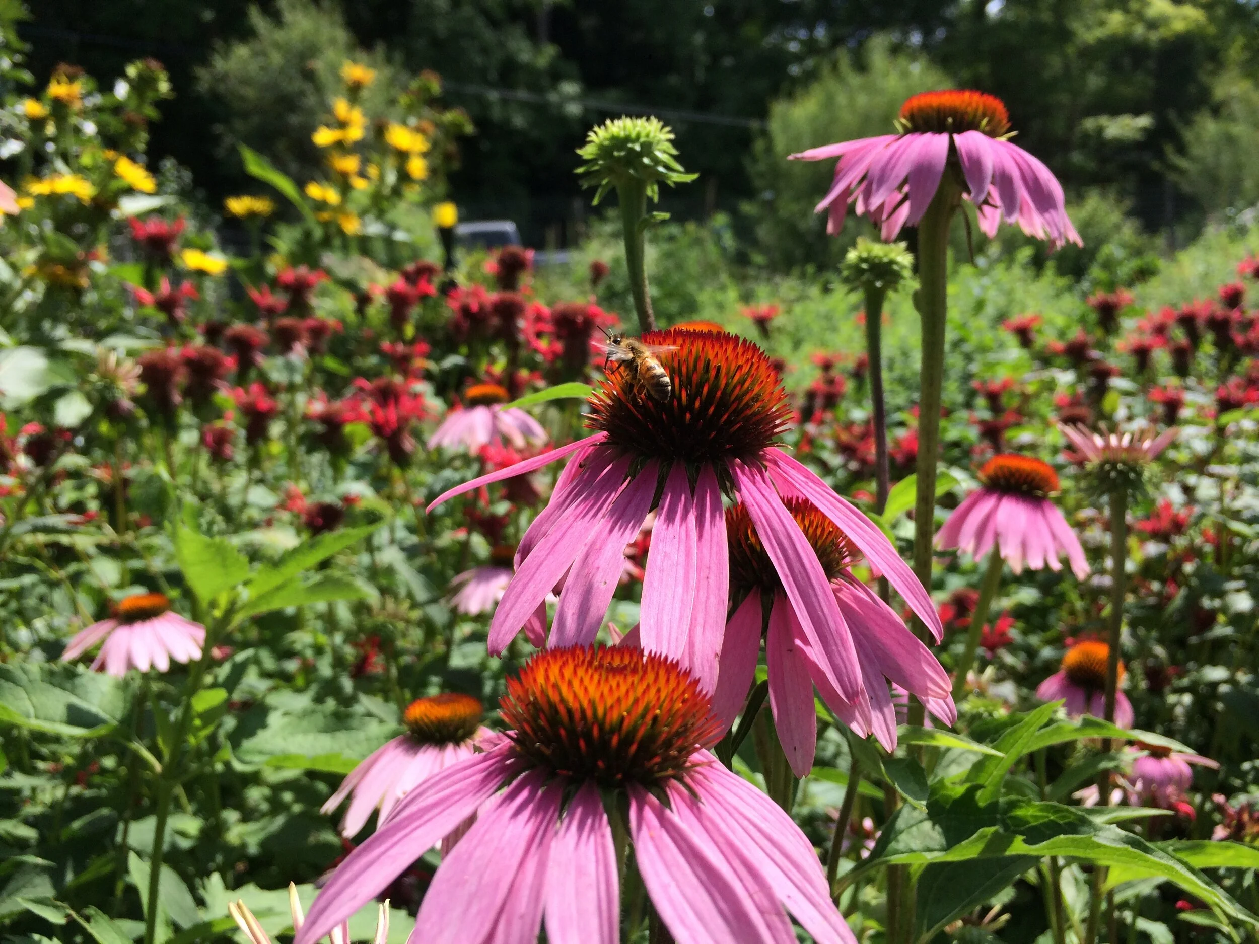 Plant Sale