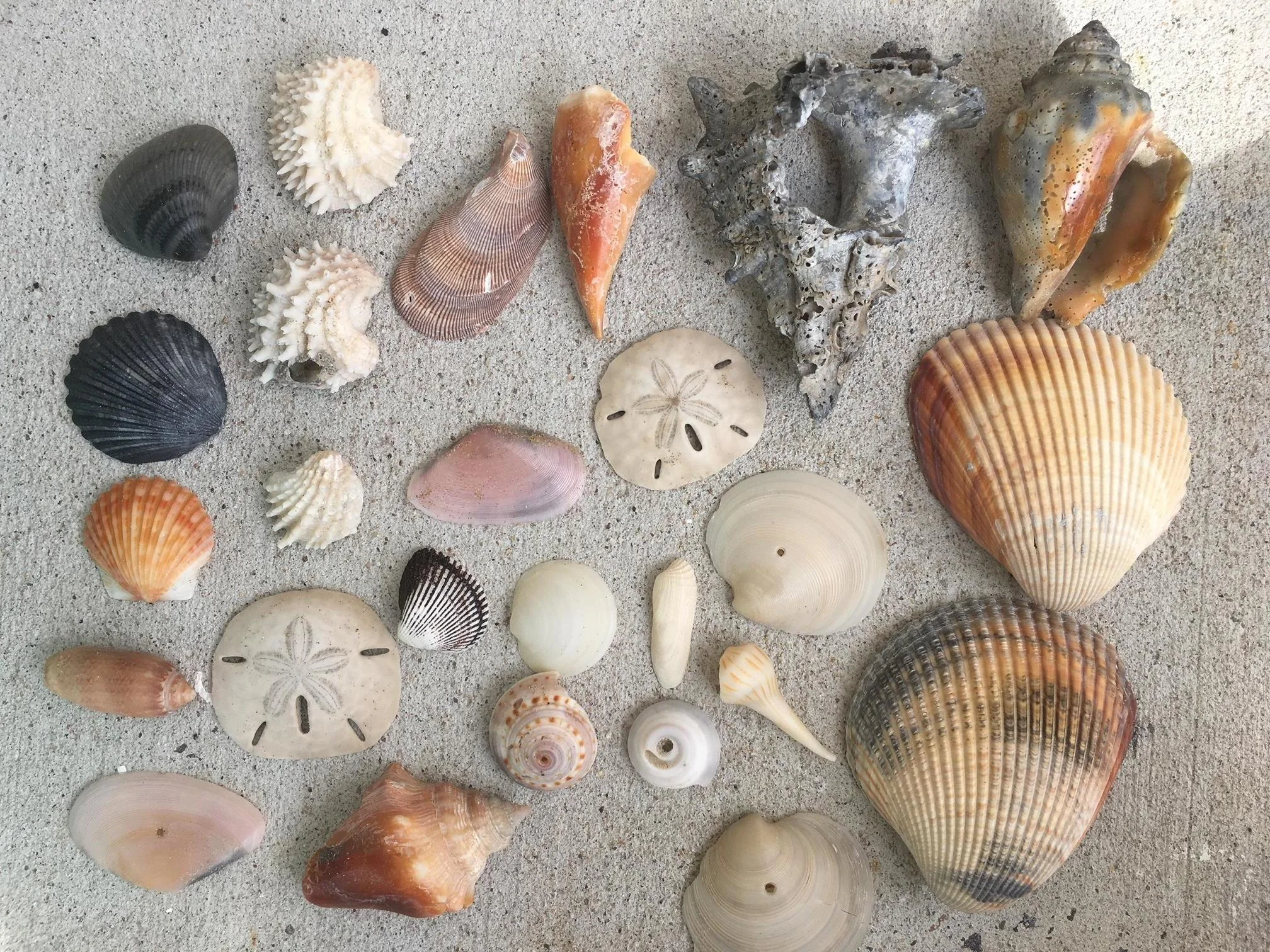 Some of the great seashell finds!