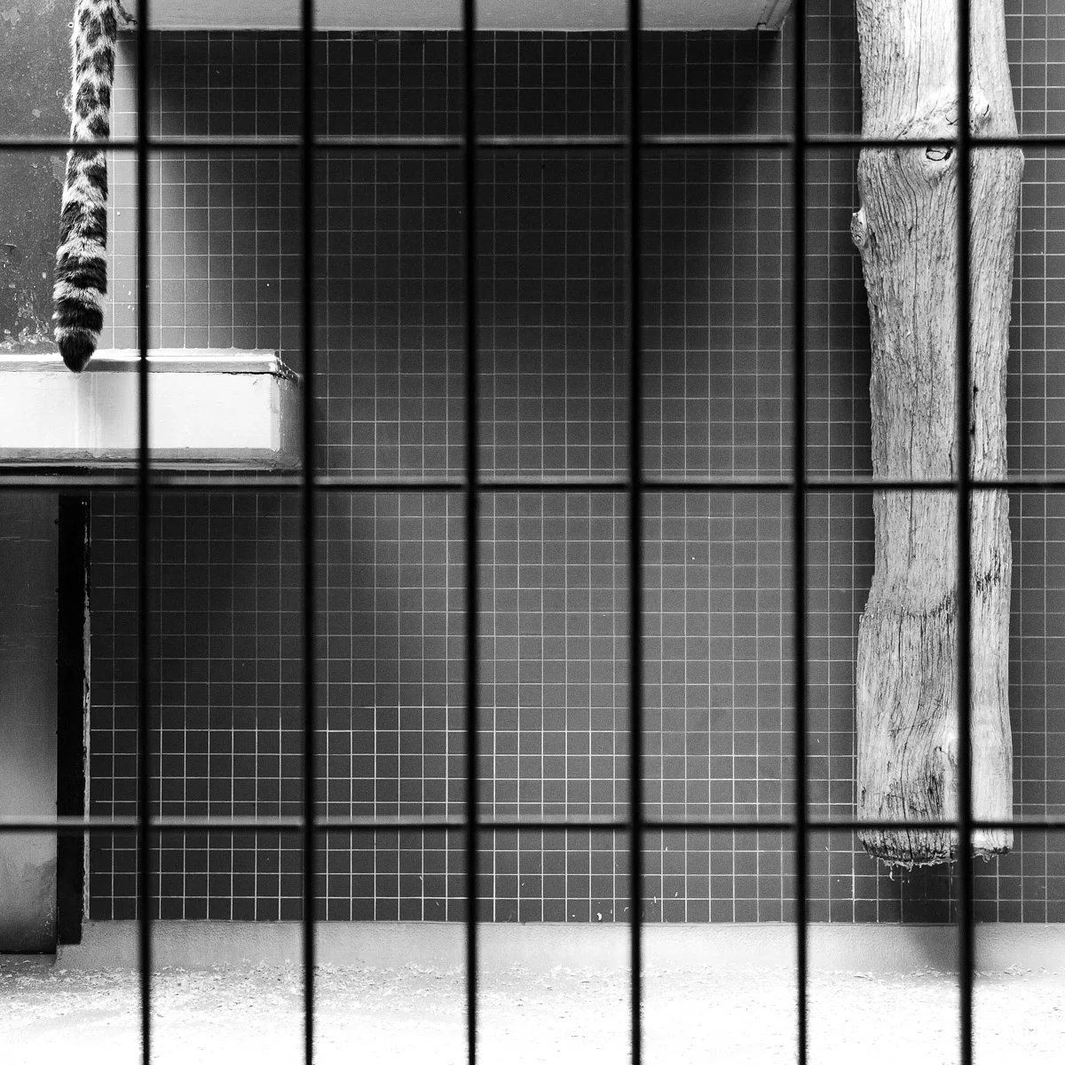 Zoologischer Garten, Leoparden