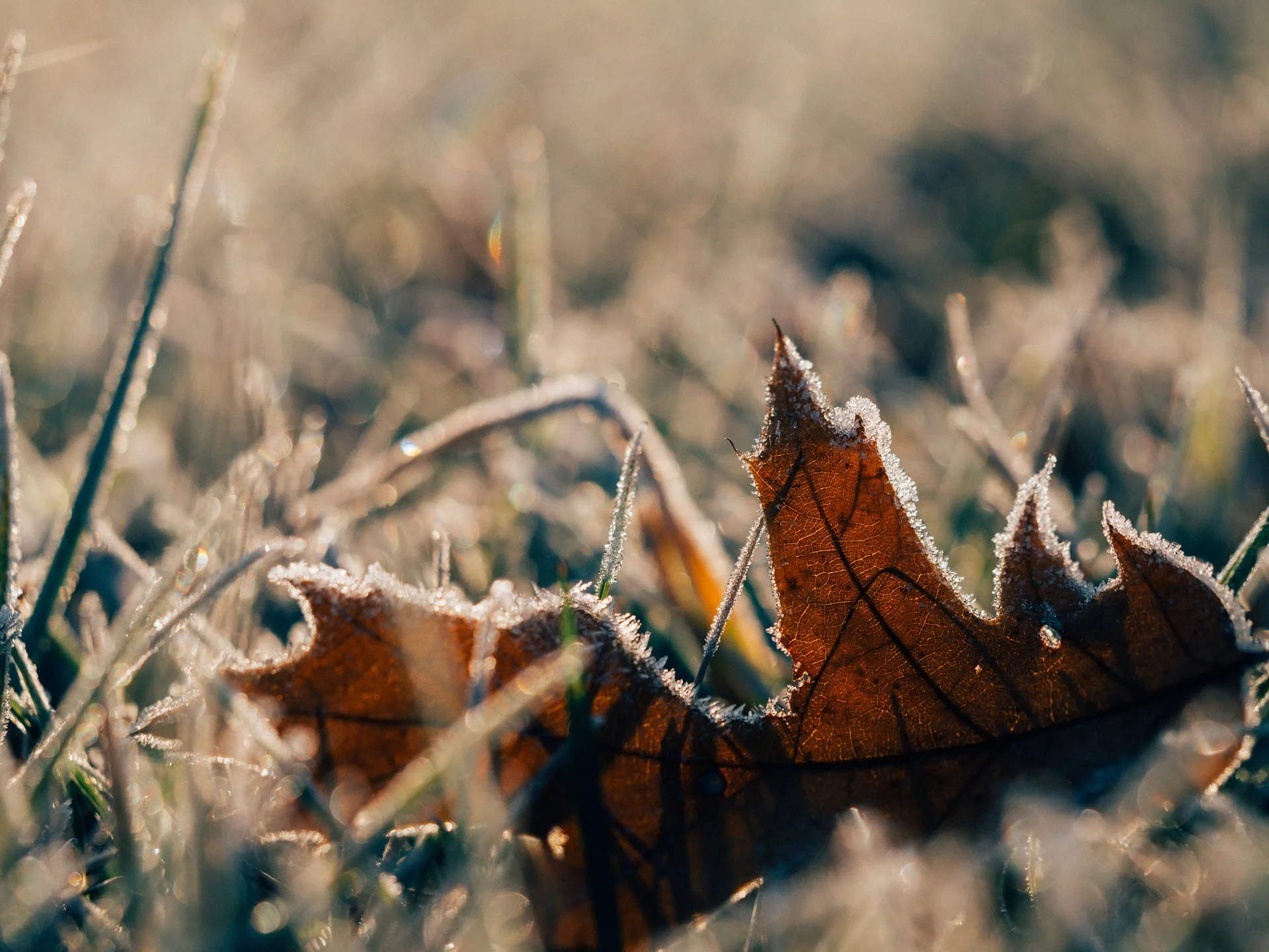 Frost