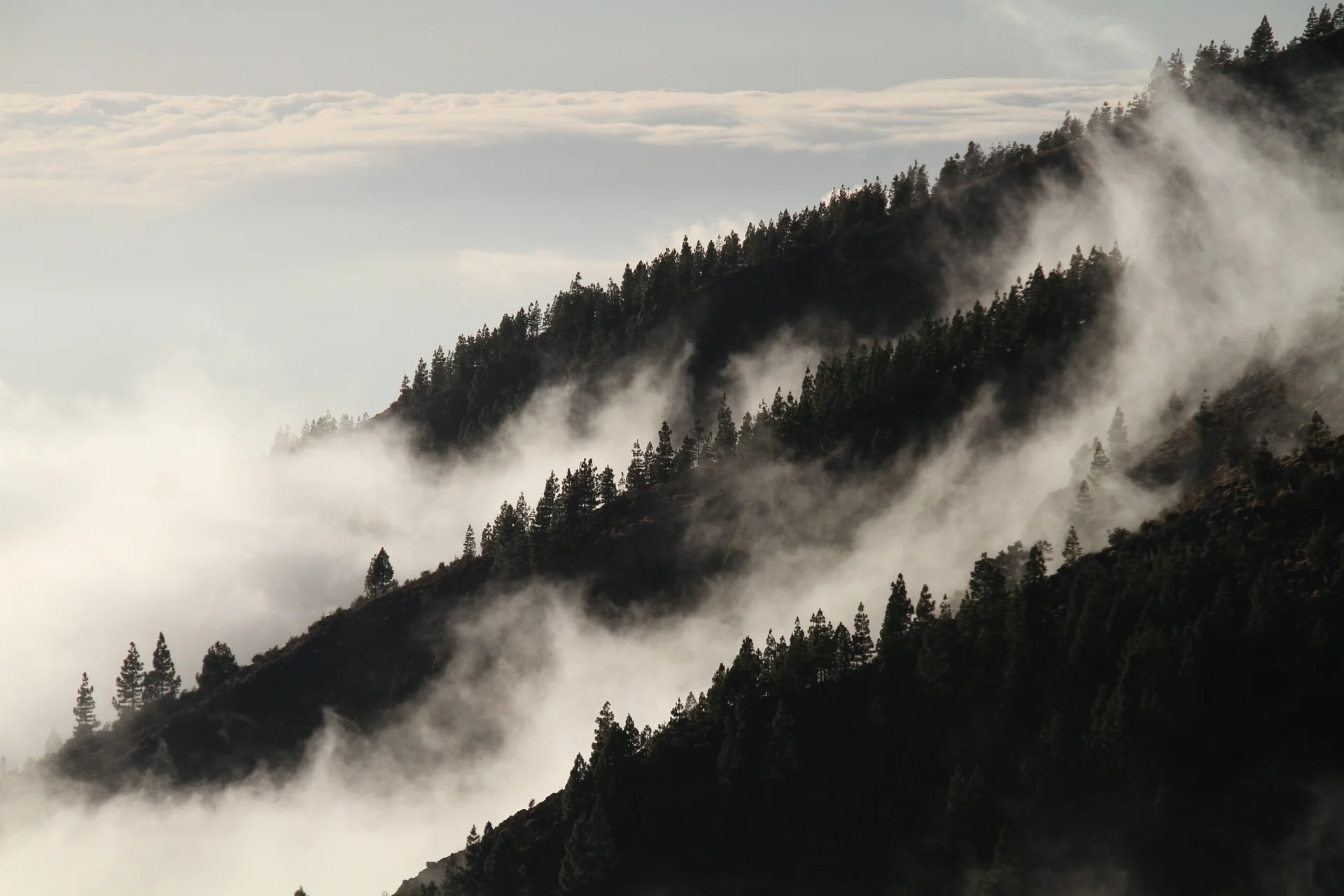 Trees in the mountains.jpg