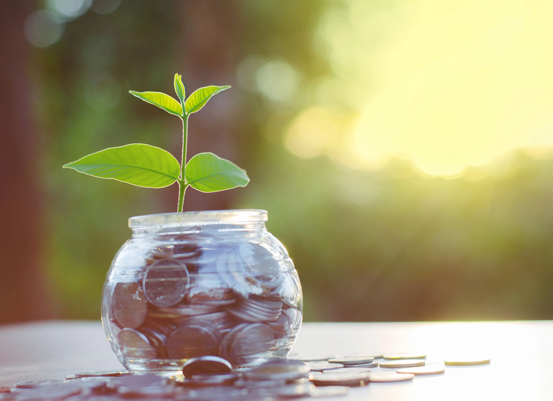Plant Growing in Money_reduced.jpg