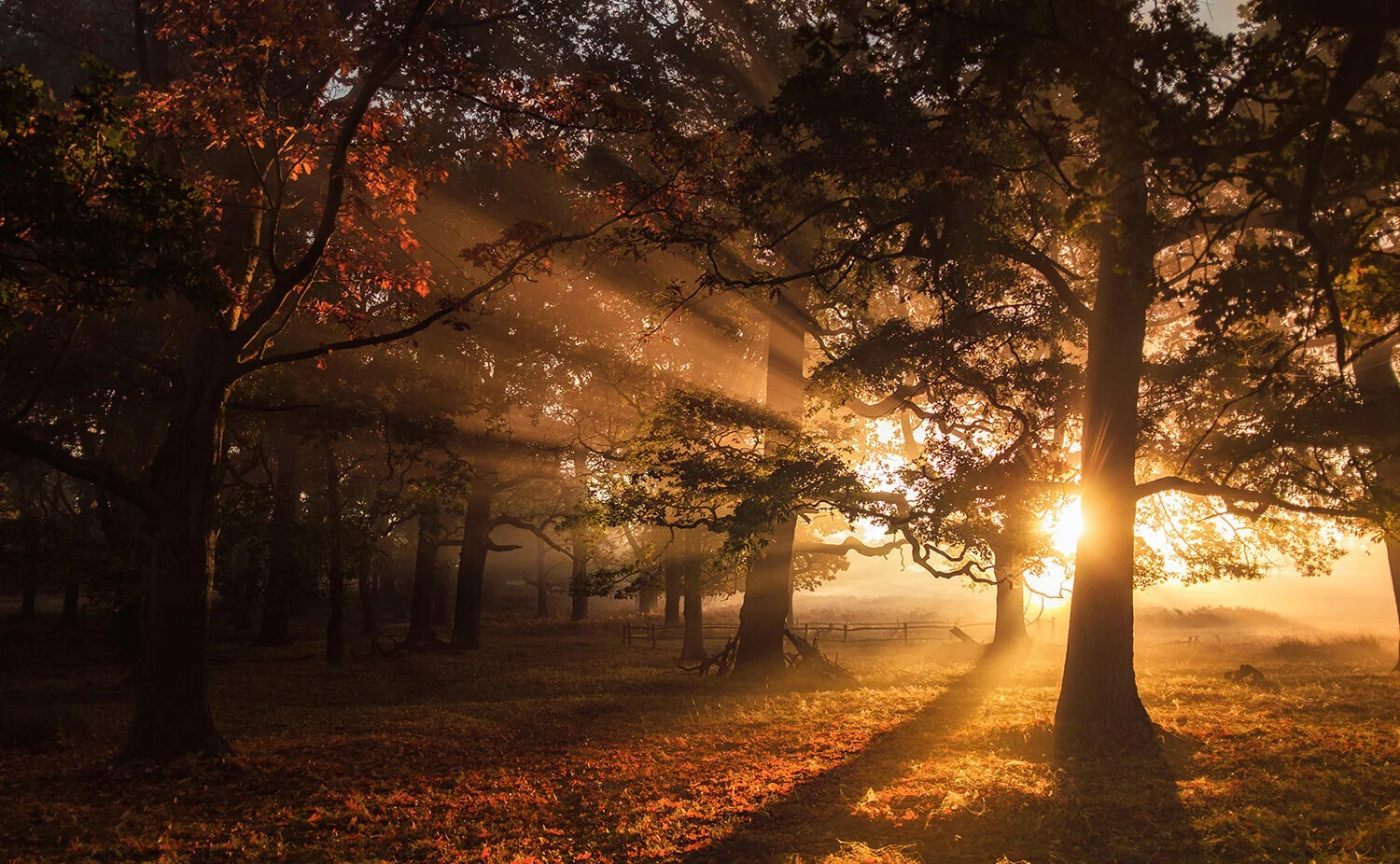 HIES has partnered with JUST ONE Tree!