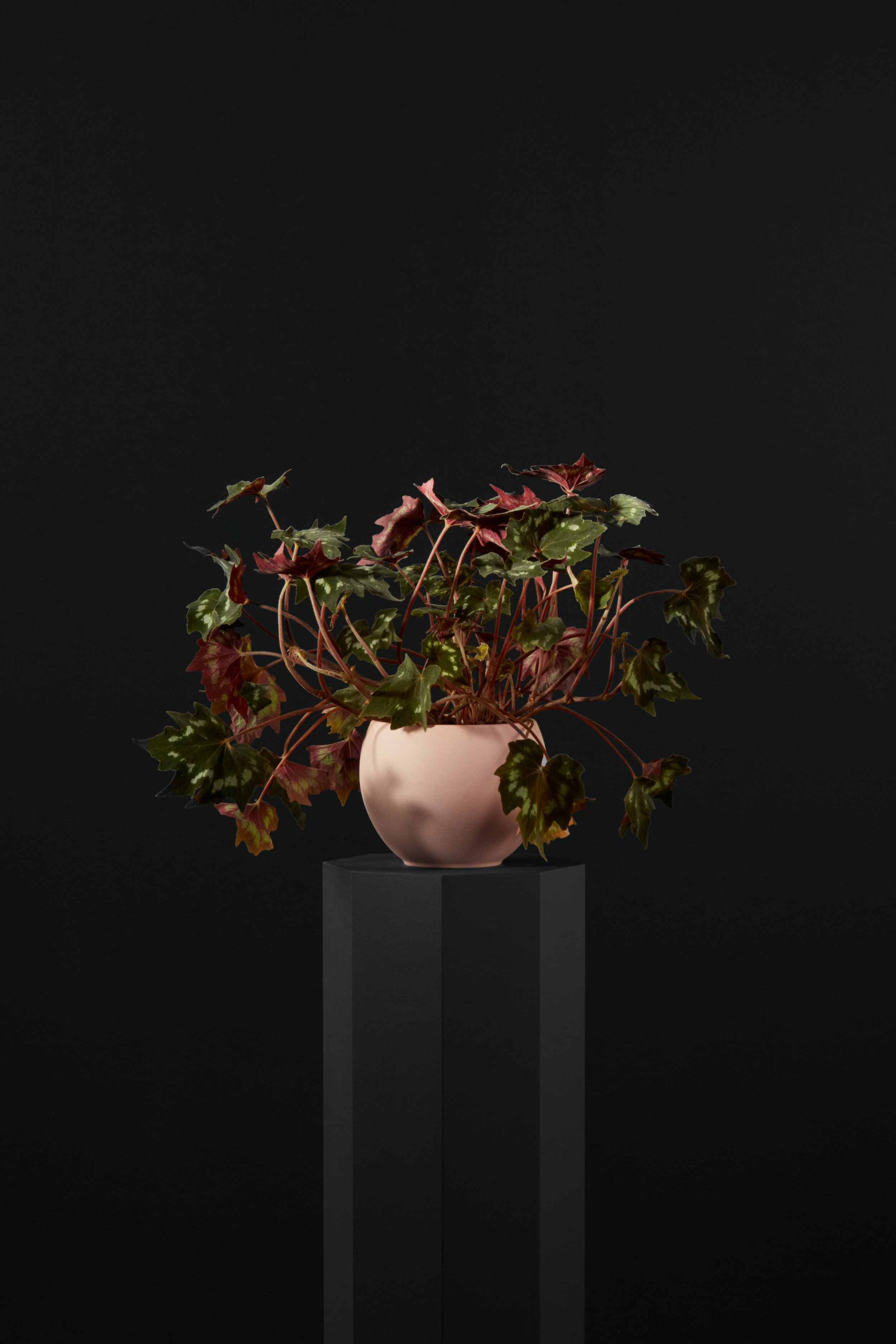 Ecomm_01_Begonia_004.jpg