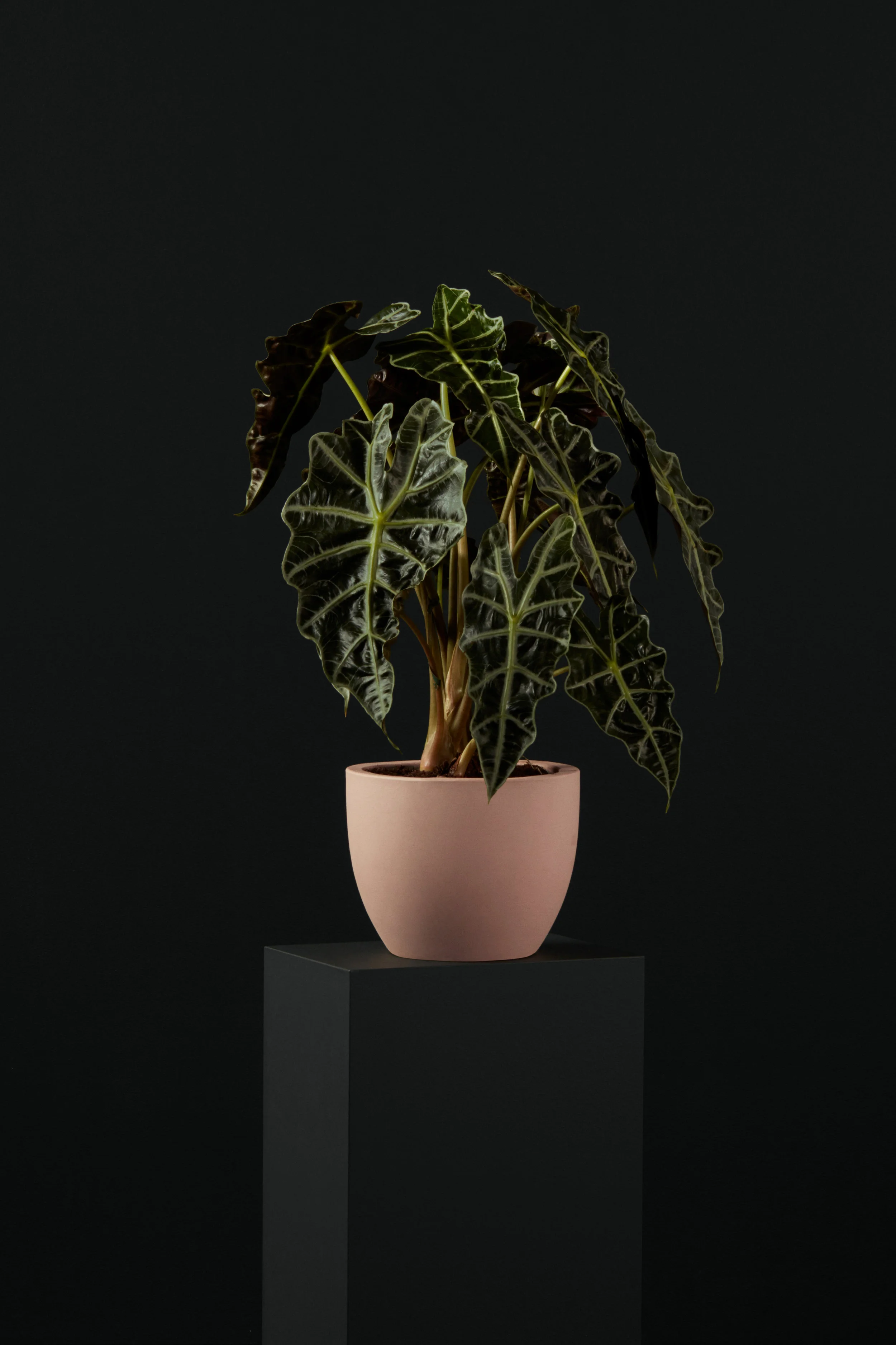 Ecomm_05_Alocasia_008.jpg