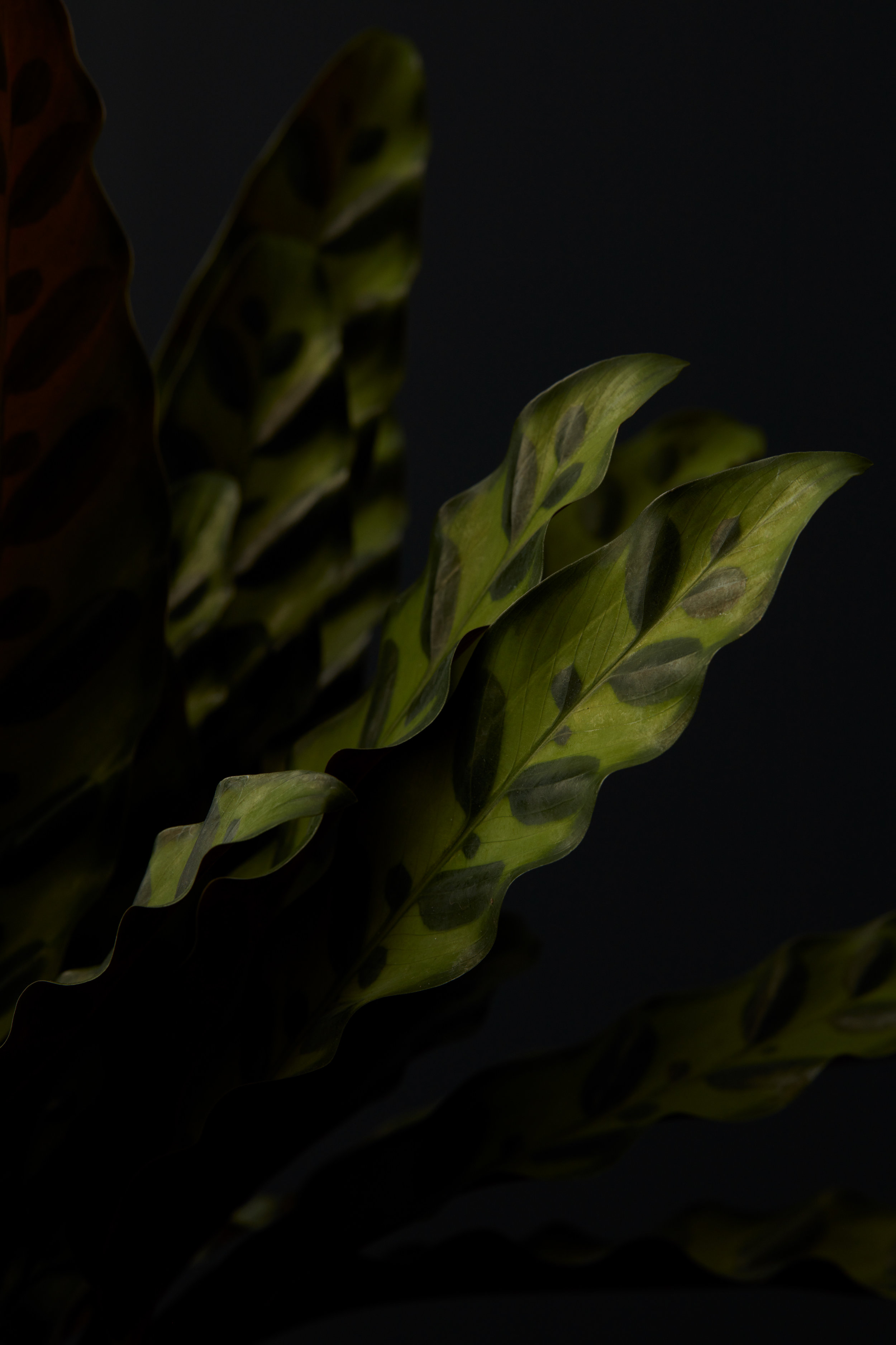 Texture_04_004.jpg