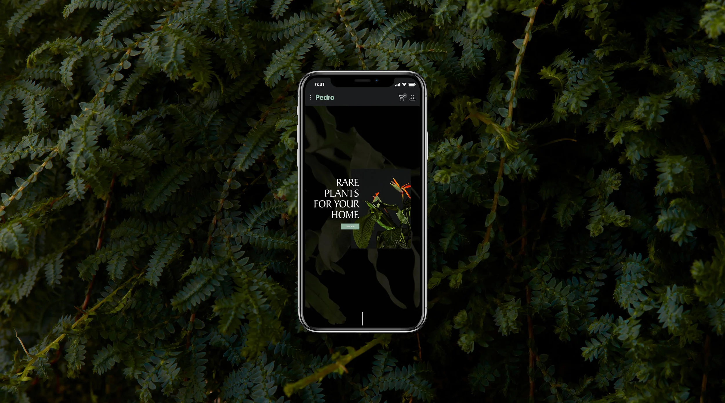 pedro-iphone-x.jpg