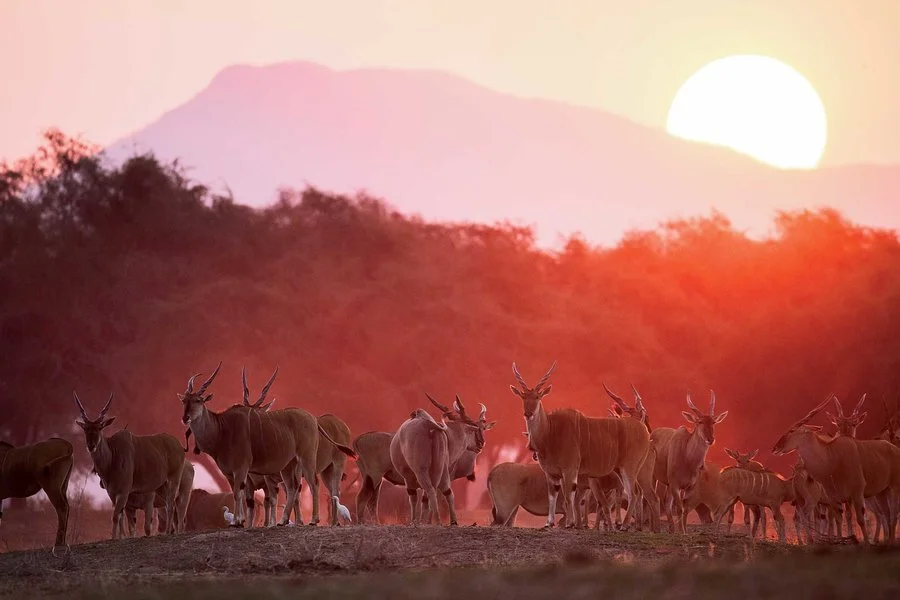 2eland-herd-grazing-CHIKWENYA0919.jpg